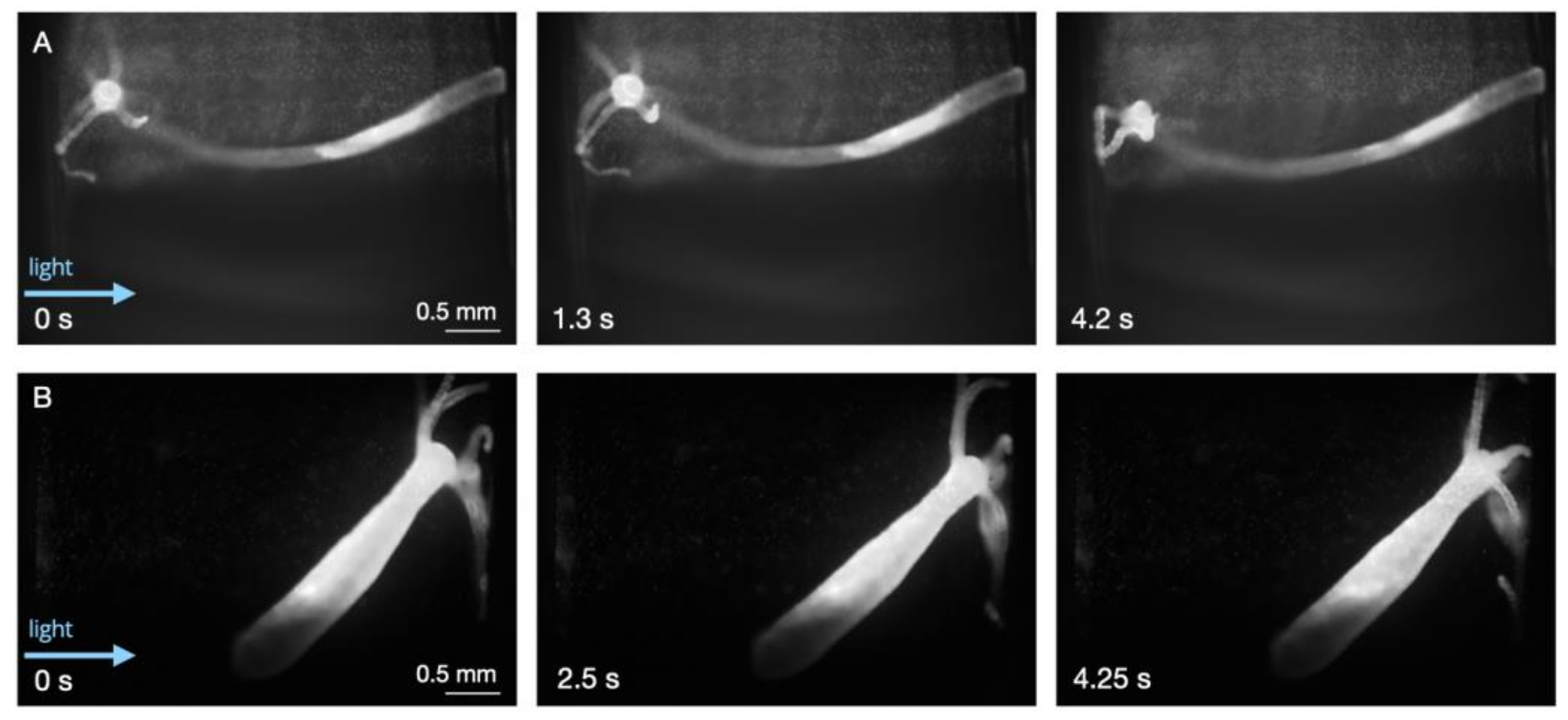 Biology 12 00116 g002