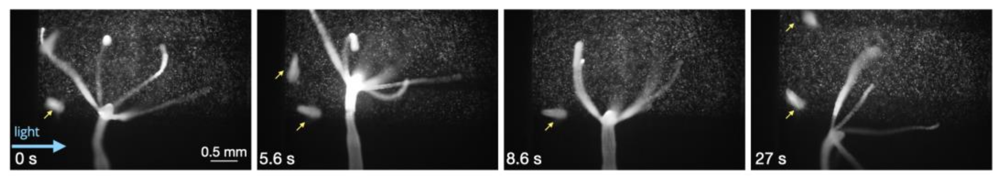 Biology 12 00116 g003