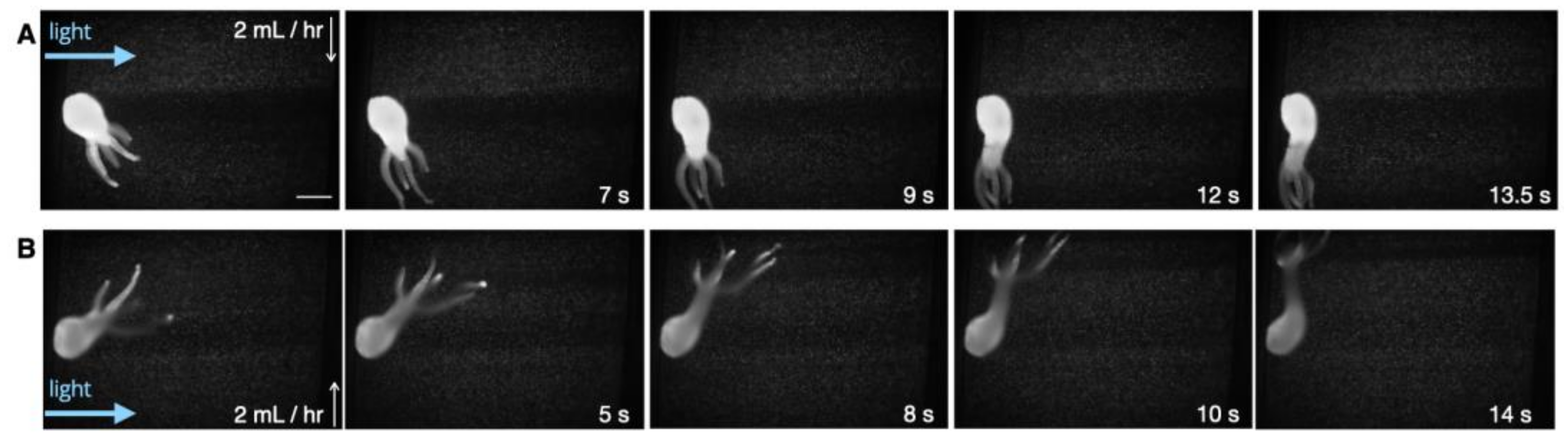 Biology 12 00116 g004