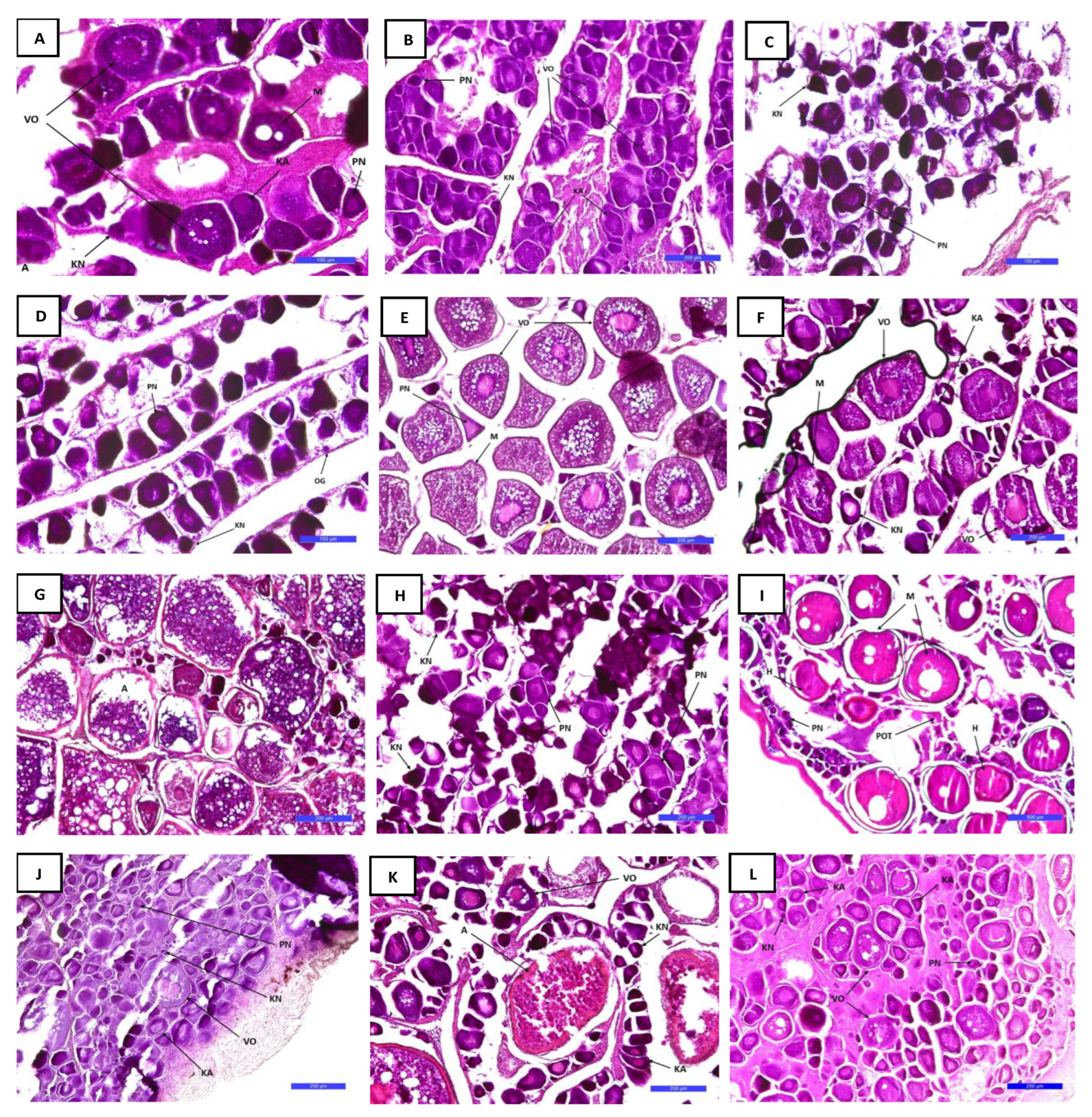 Biology 12 00131 g006 Biology 12 00131 g006