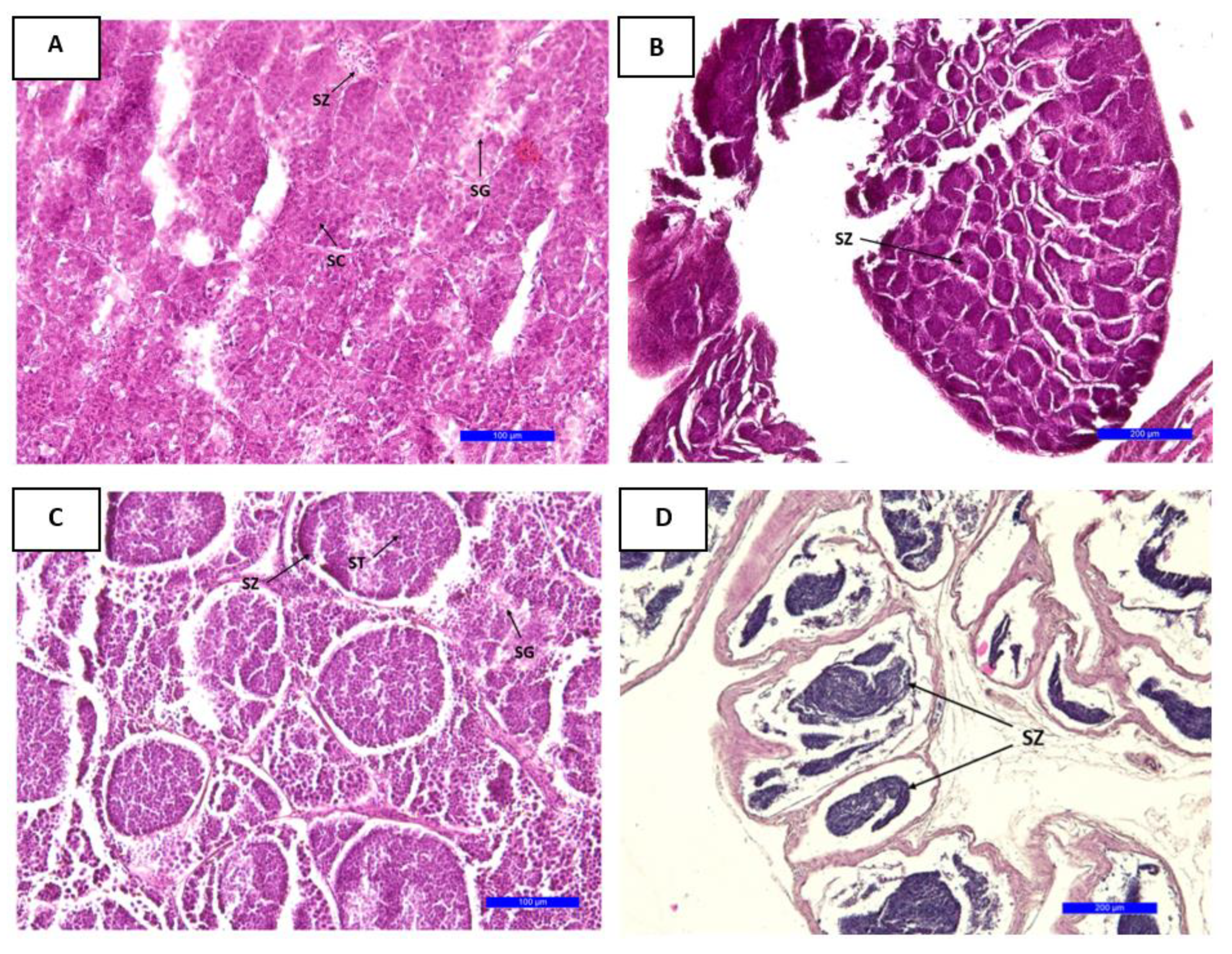 Biology 12 00131 g007 Biology 12 00131 g007