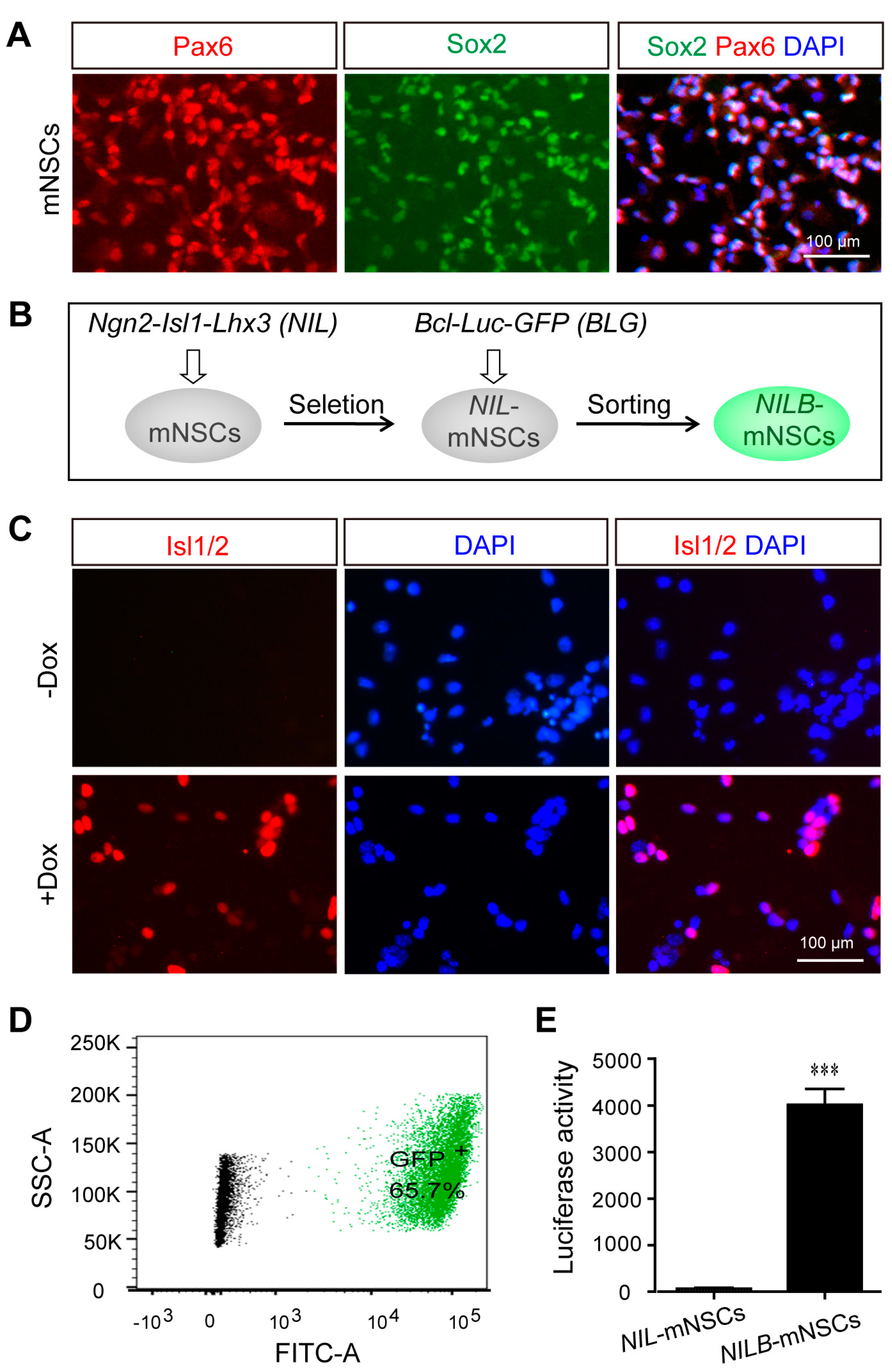 Biology 12 00132 g001 Biology 12 00132 g001