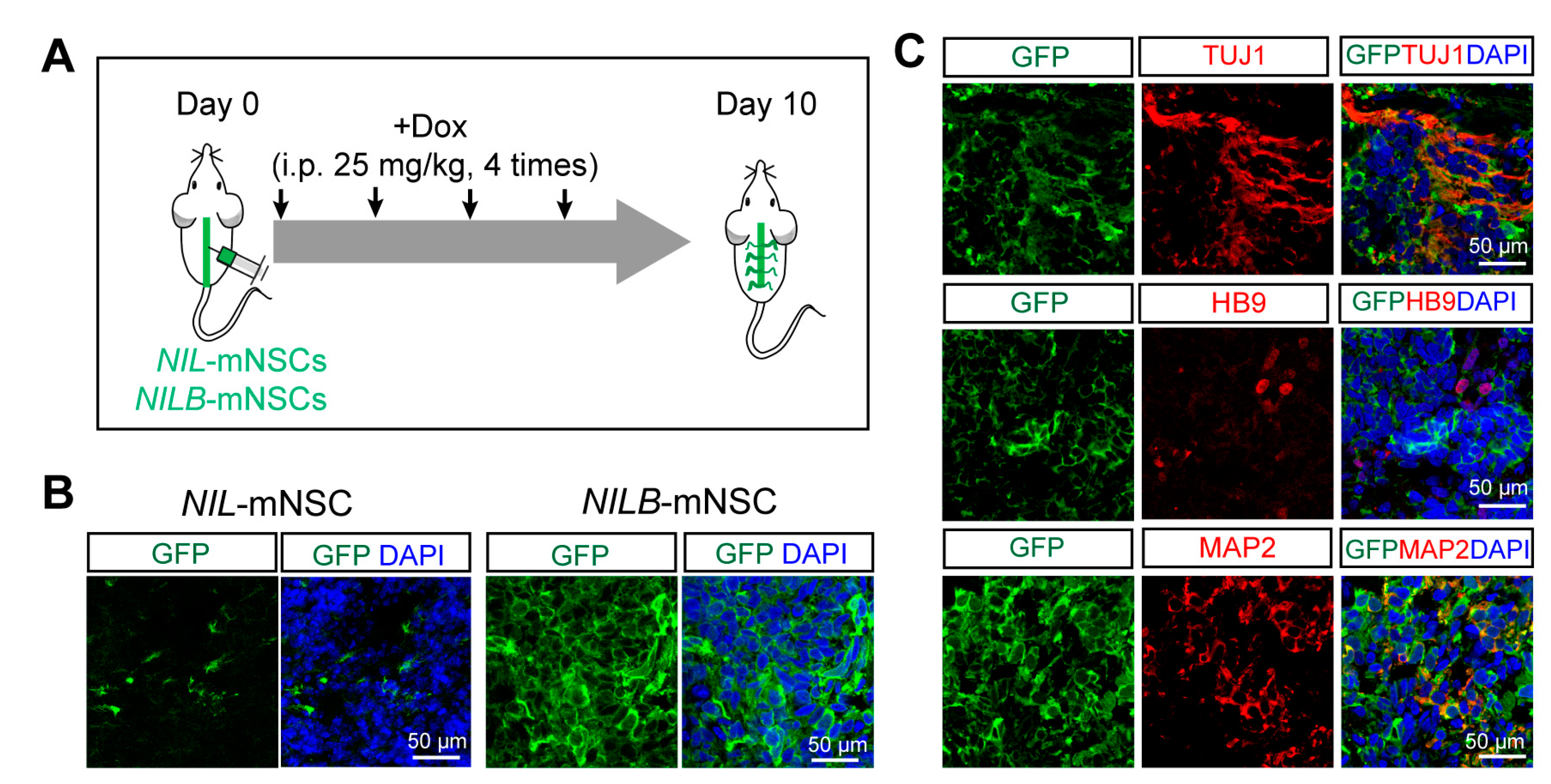 Biology 12 00132 g005 Biology 12 00132 g005