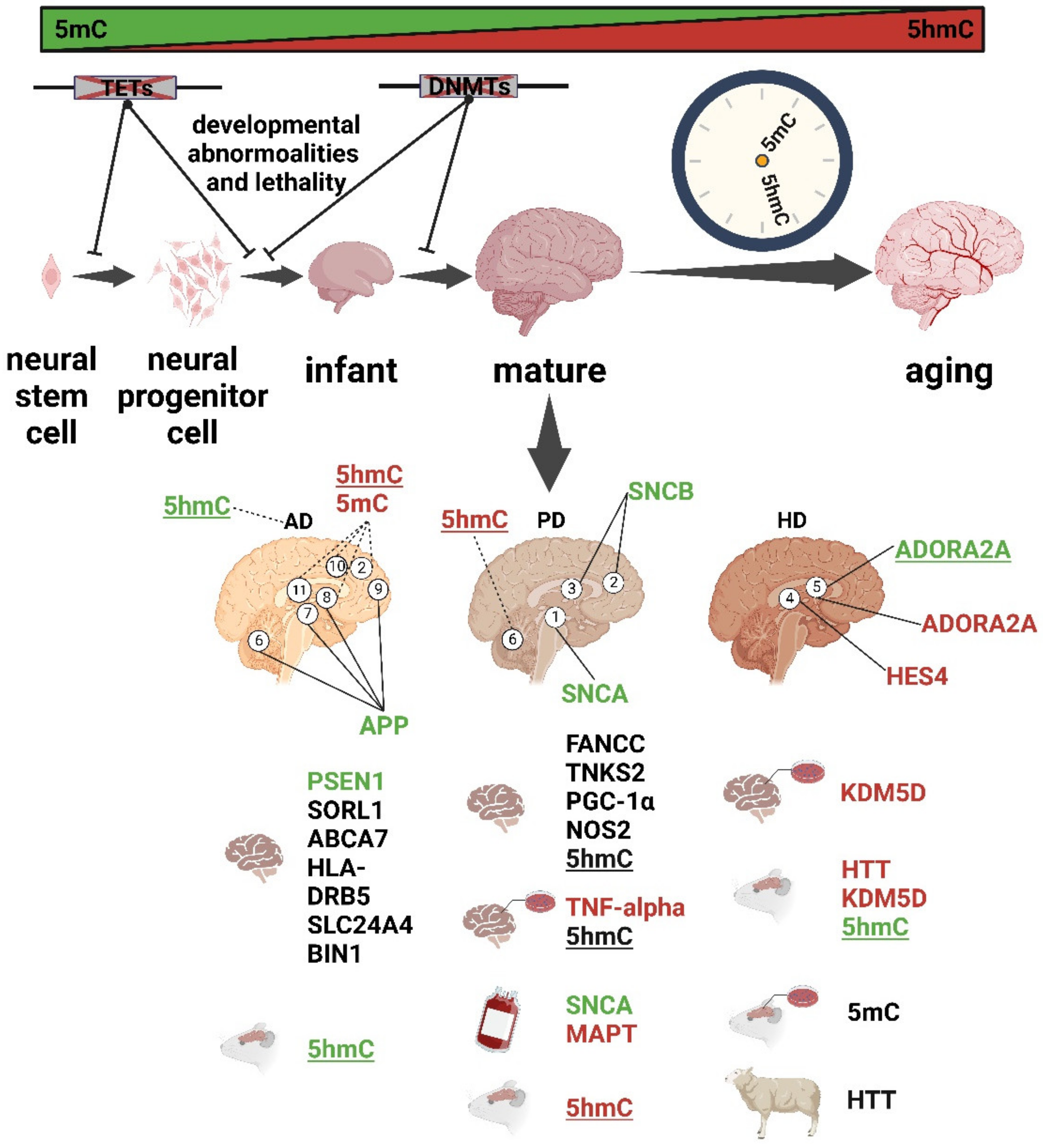 Biology 12 00152 g002