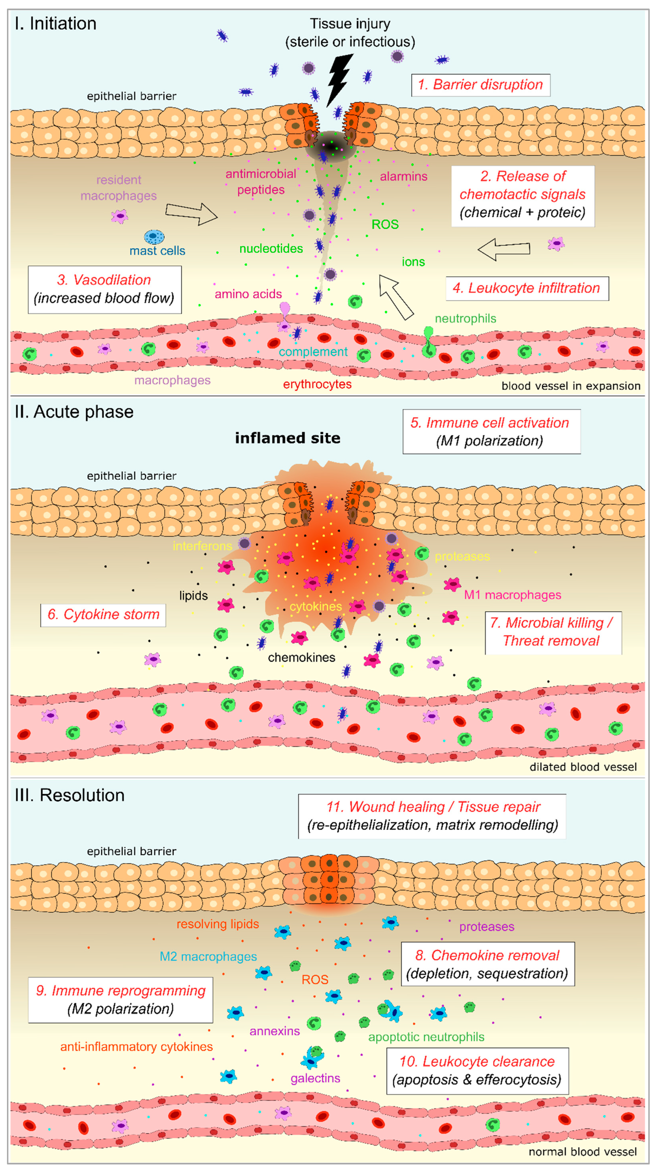 Biology 12 00153 g001