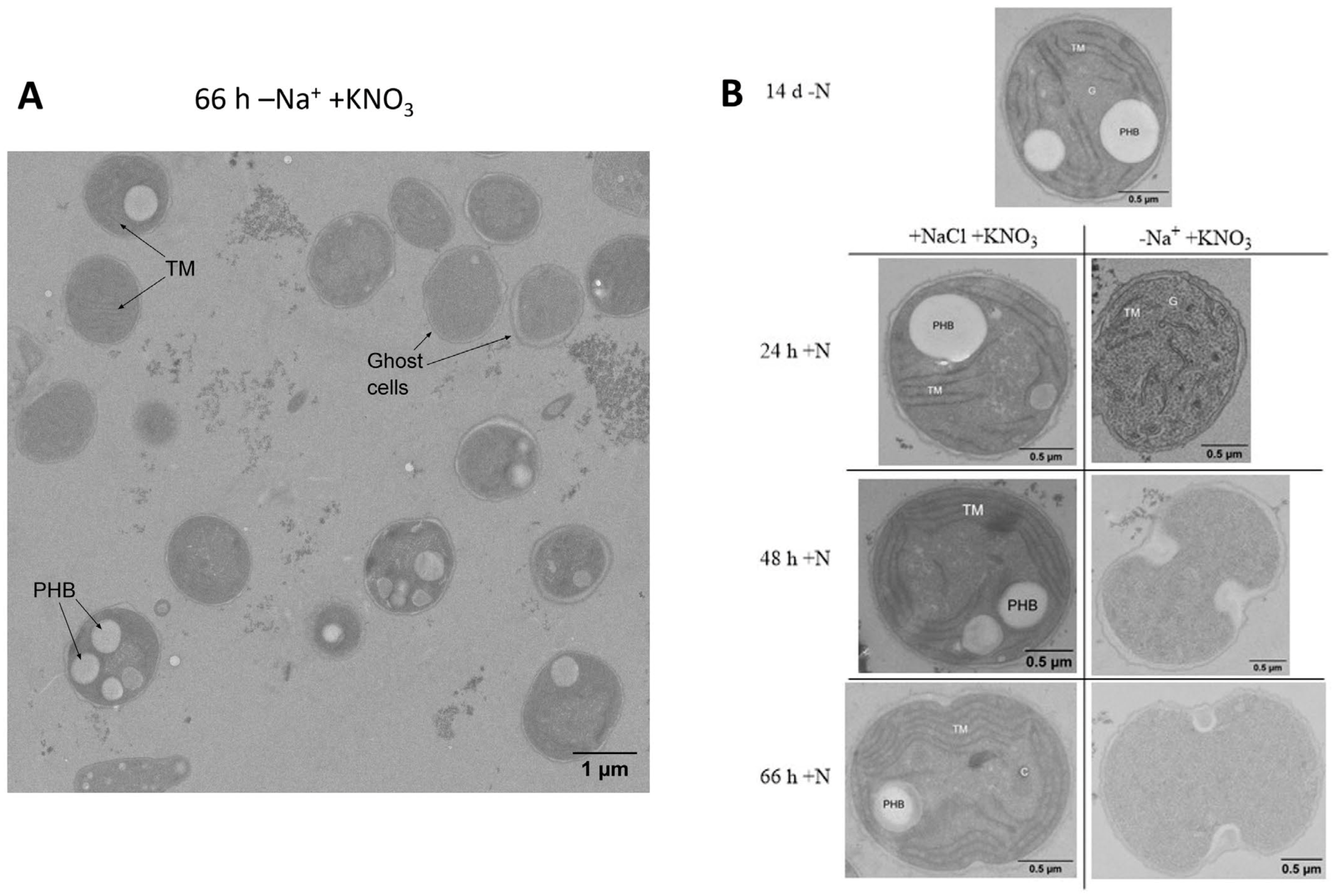Biology 12 00159 g005