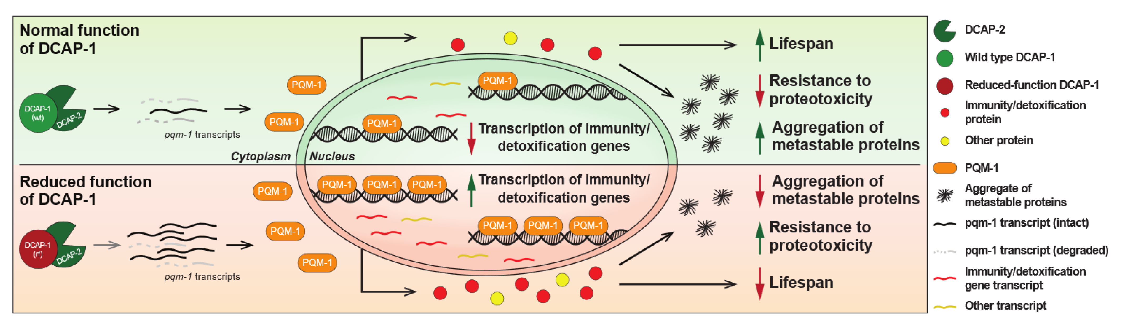 Biology 12 00171 g006 Biology 12 00171 g006