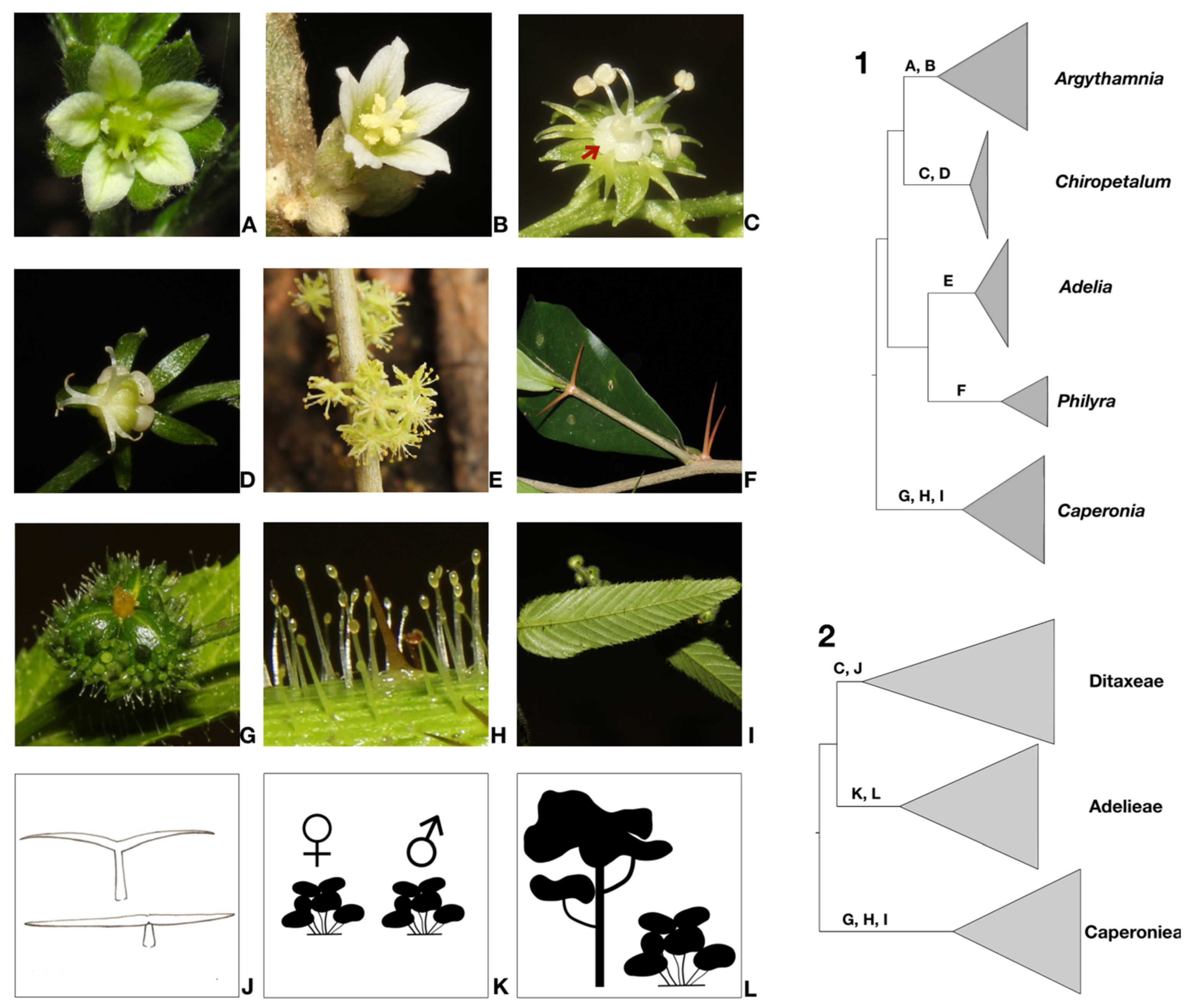 Biology 12 00173 g002 Biology 12 00173 g002
