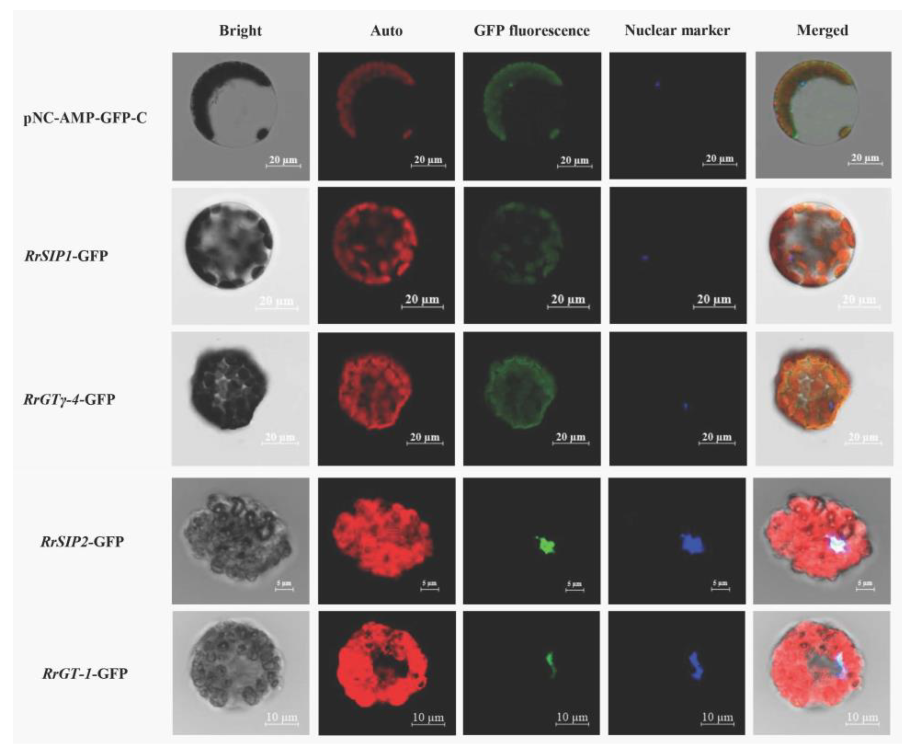 Biology 12 00176 g006