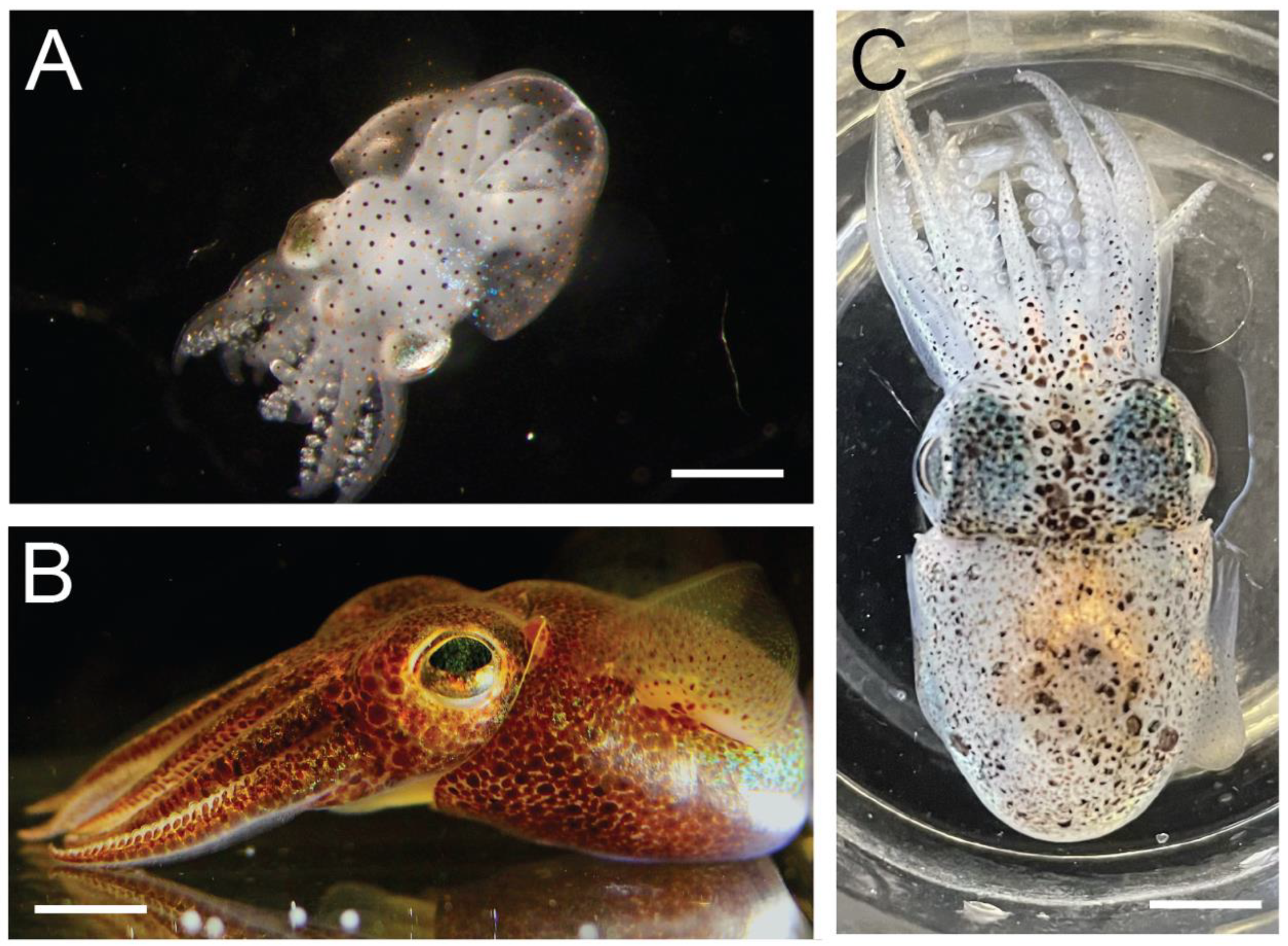 Biology 12 00201 g001