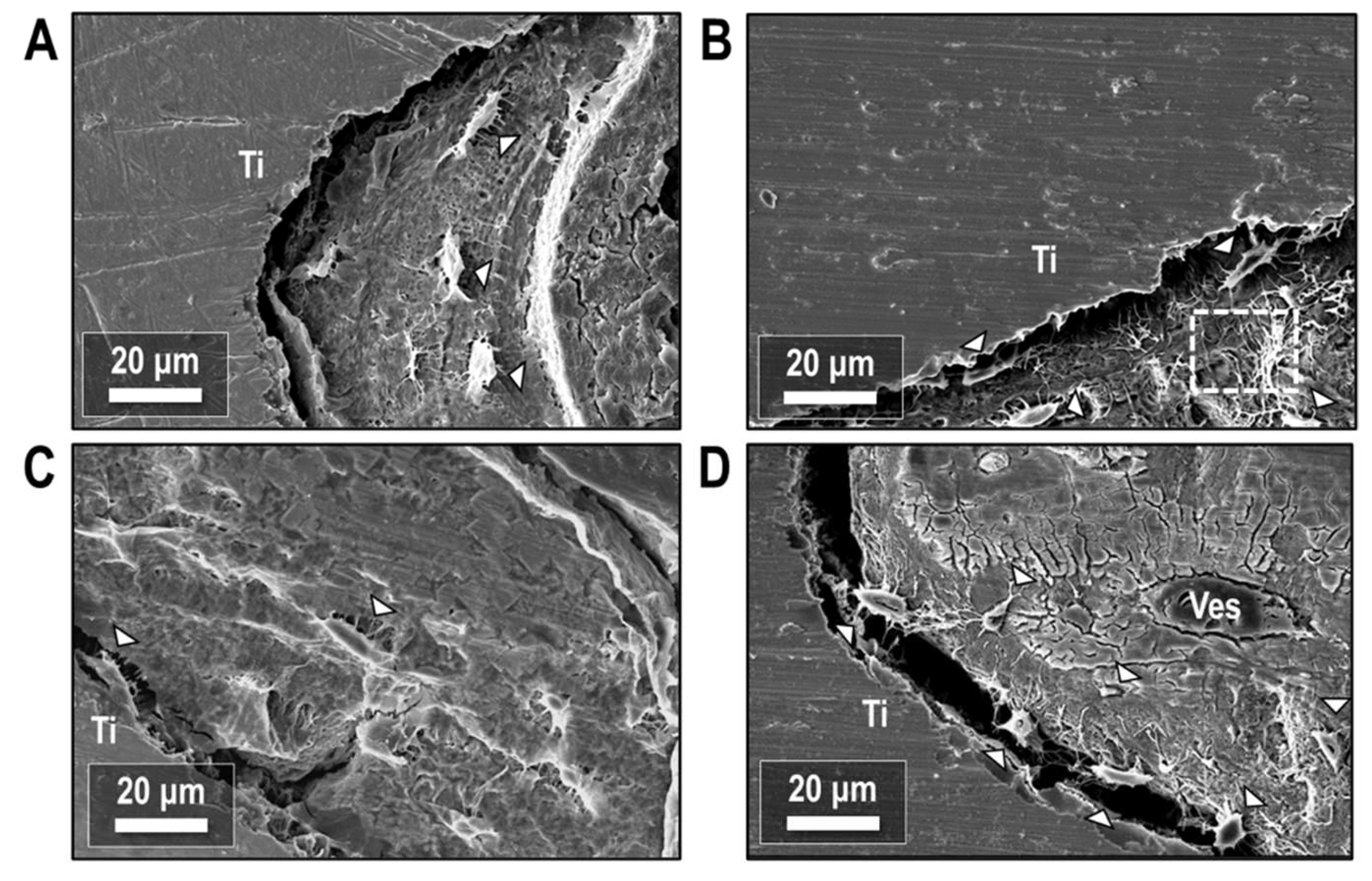 Biology 12 00228 g011