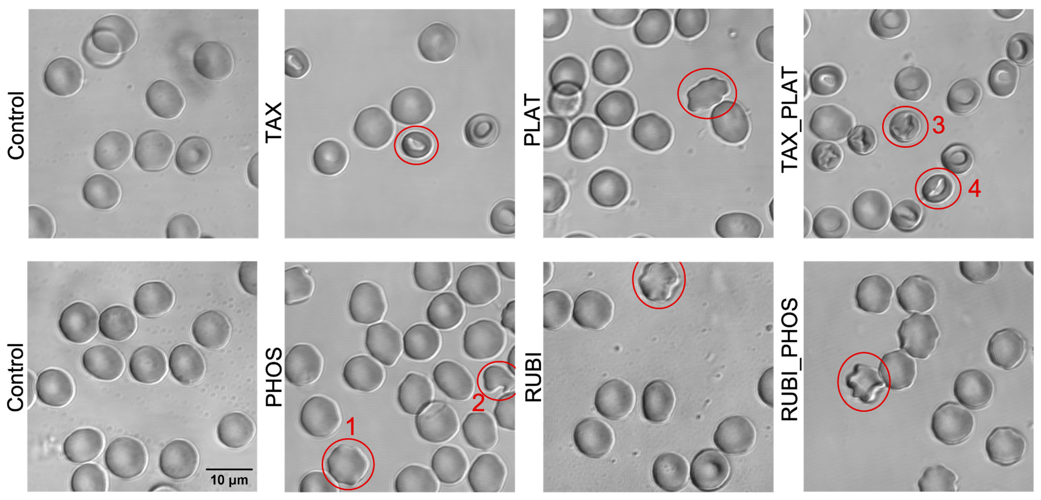 Biology 12 00230 g004