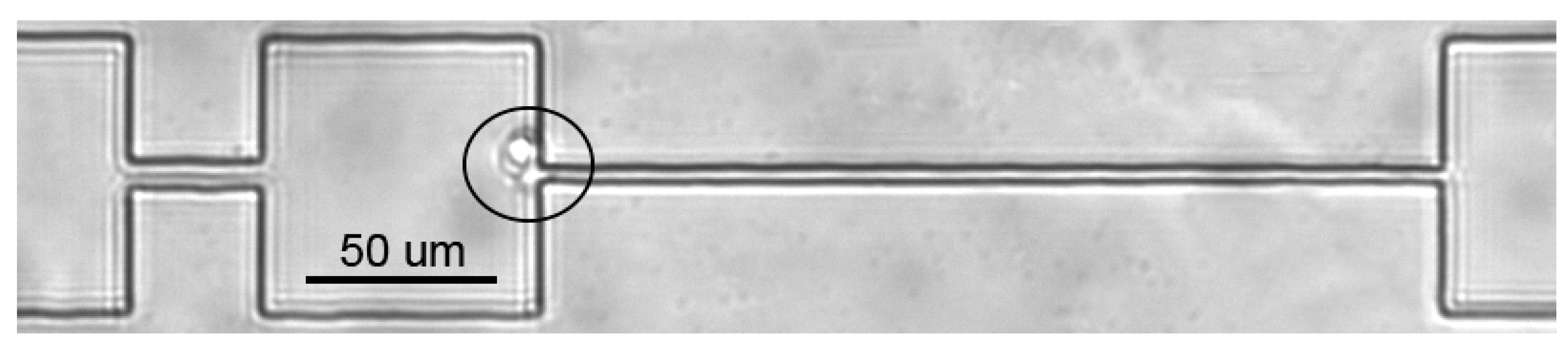 Biology 12 00230 g0a4