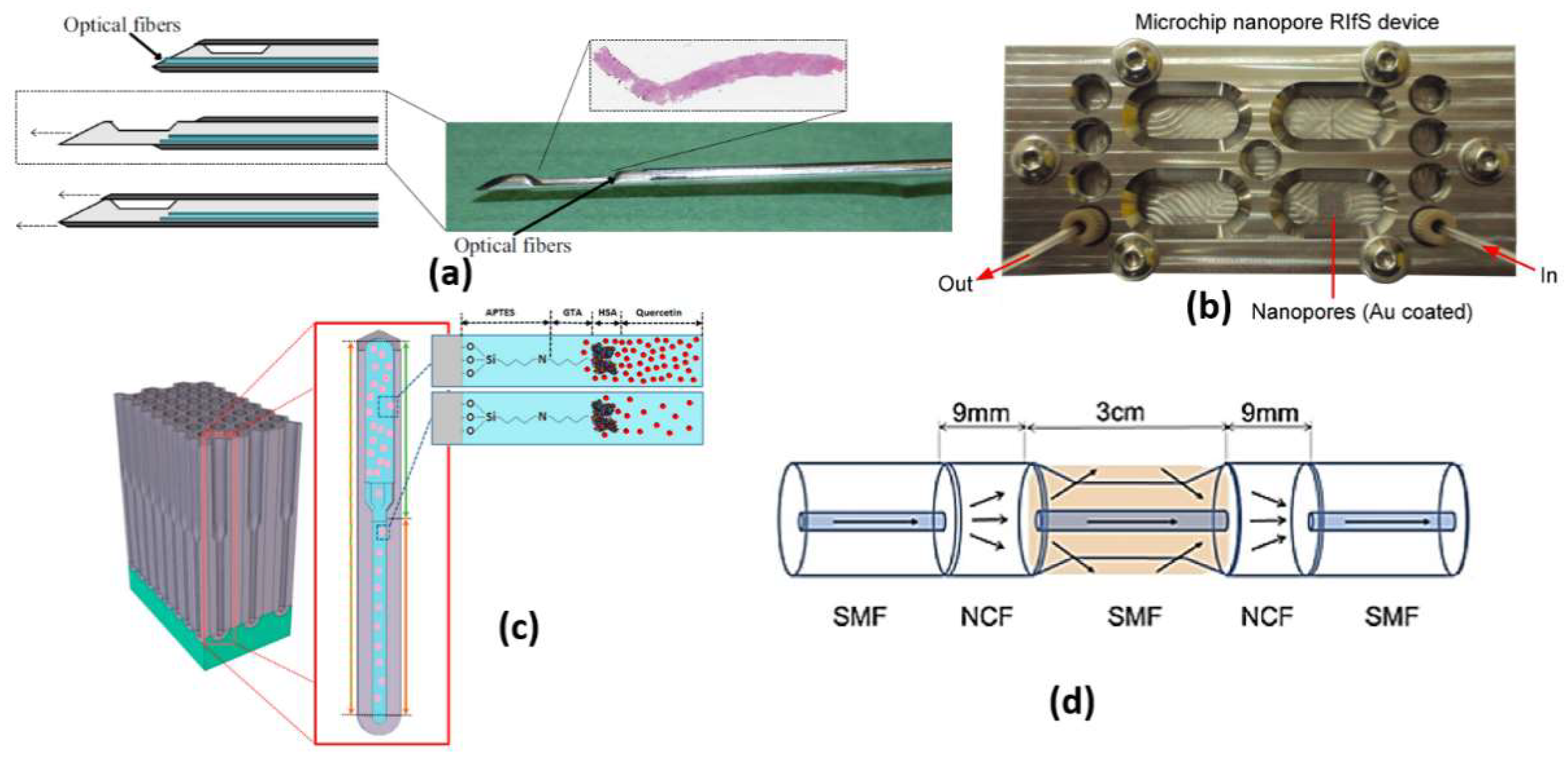 Biology 12 00232 g006