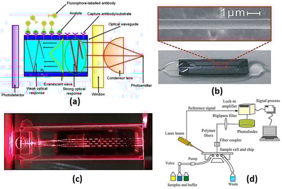 Biology 12 00232 g007