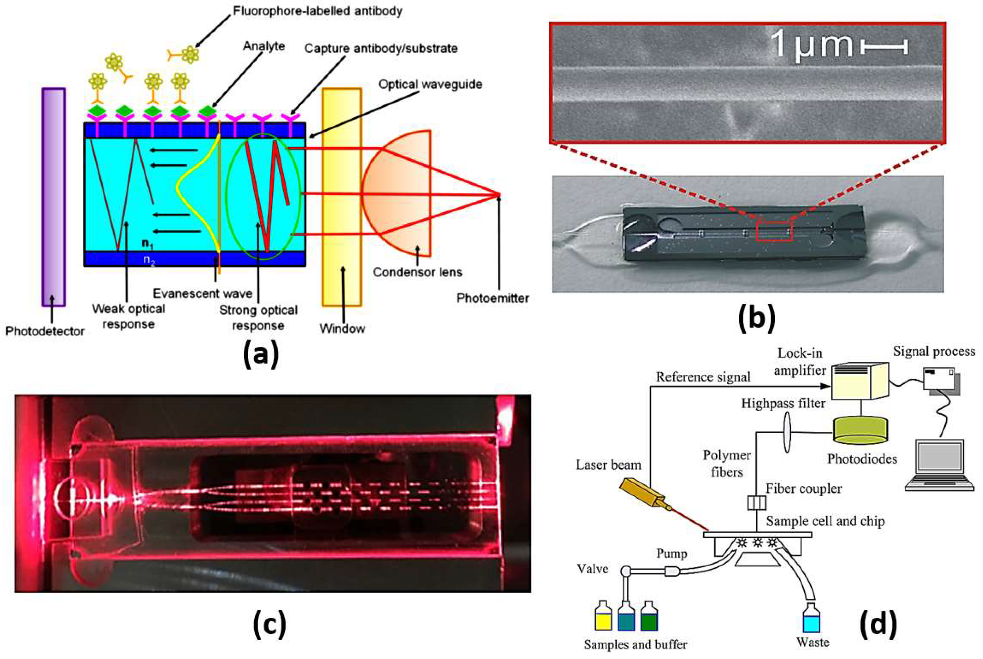 Biology 12 00232 g007