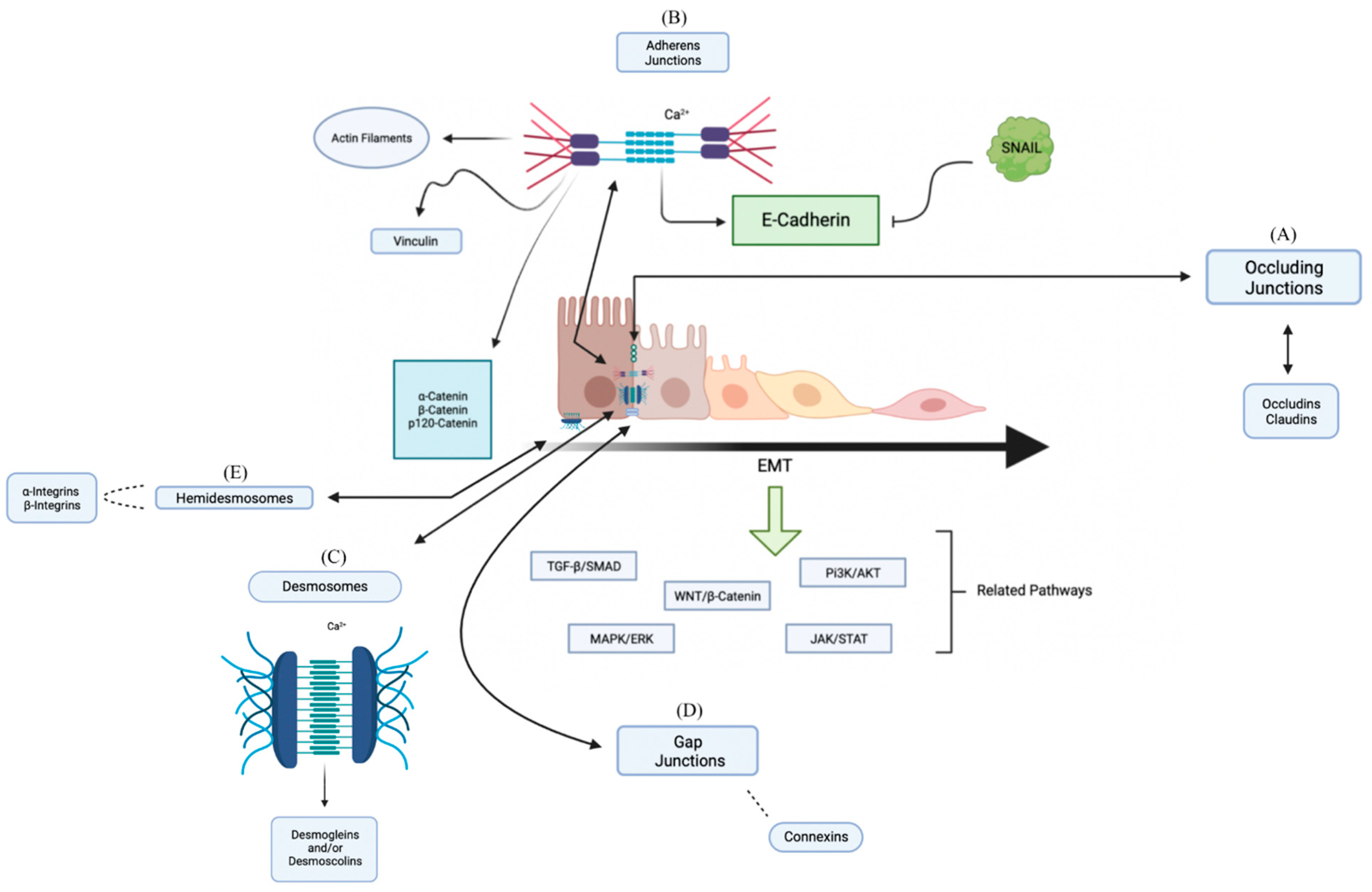 Biology 12 00239 g001