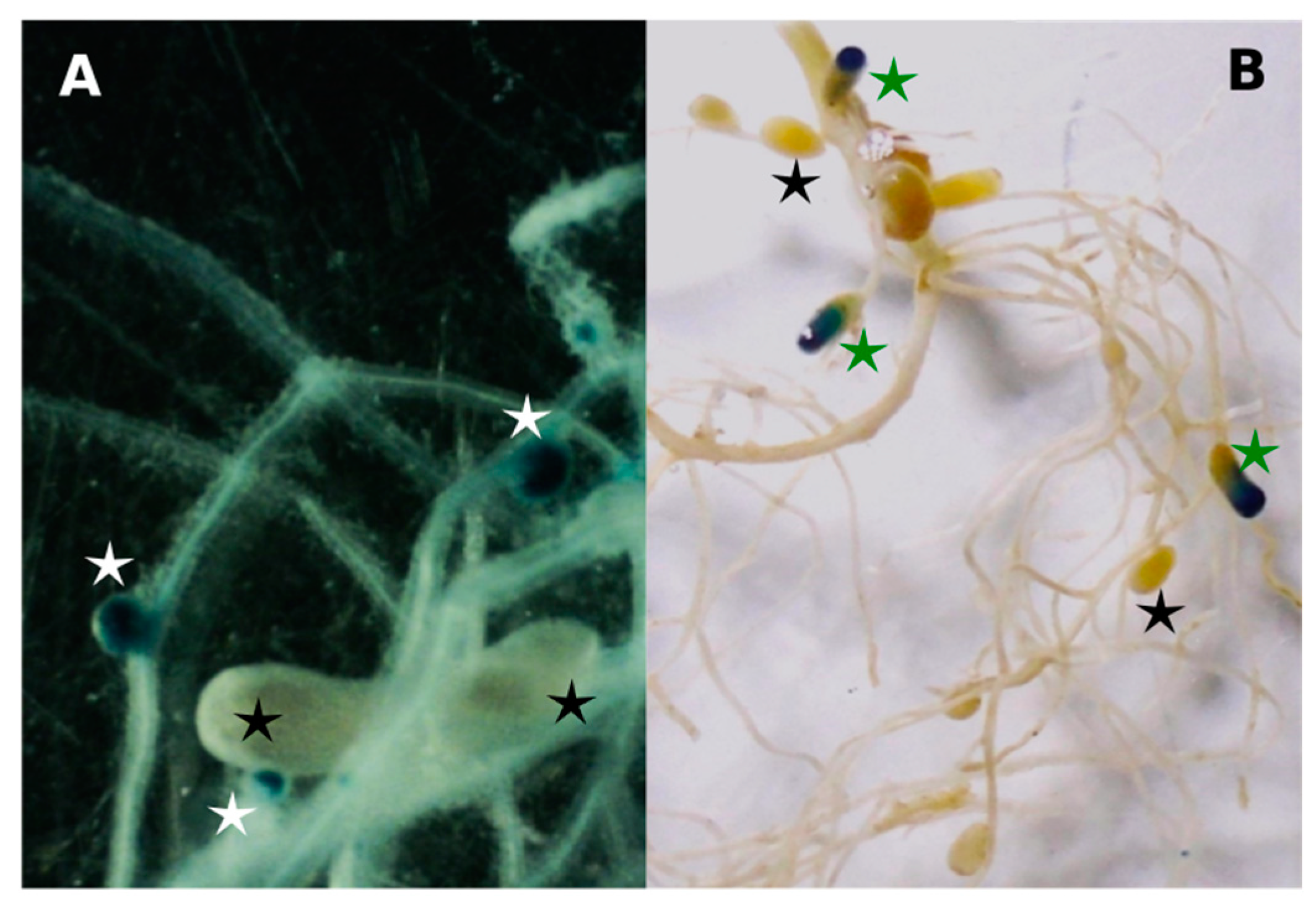 Biology 12 00243 g001