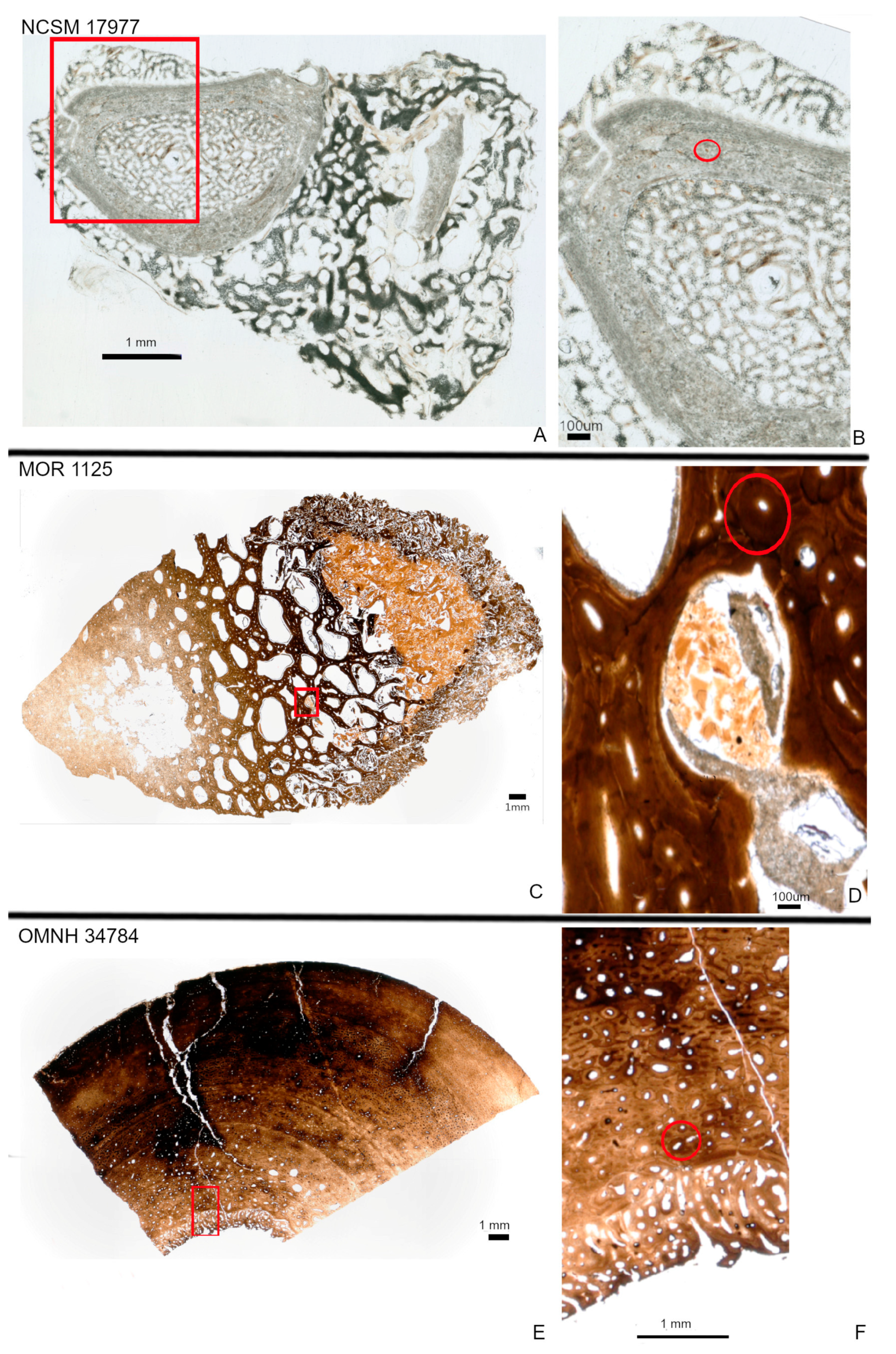 Biology 12 00264 g001