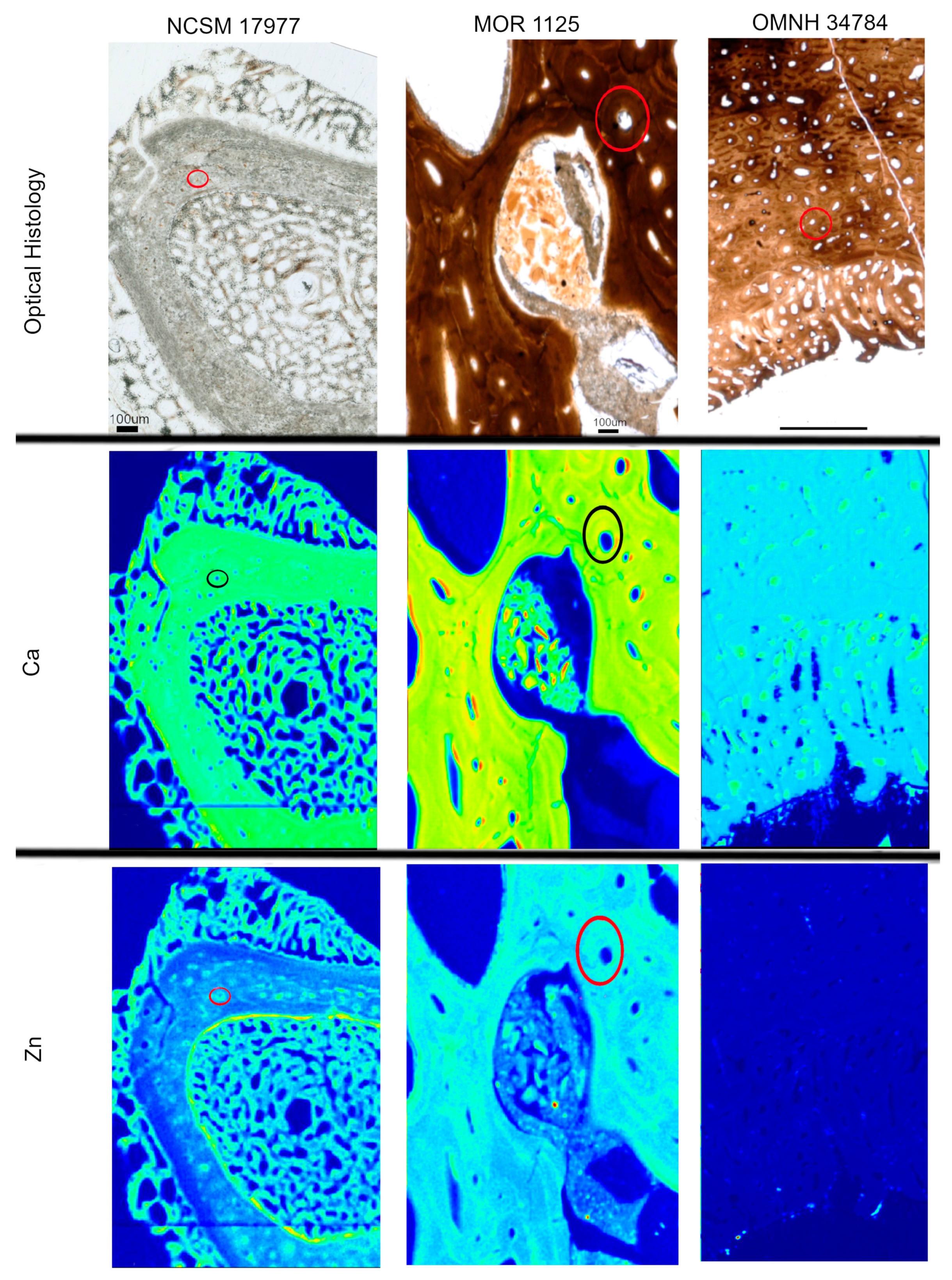 Biology 12 00264 g003
