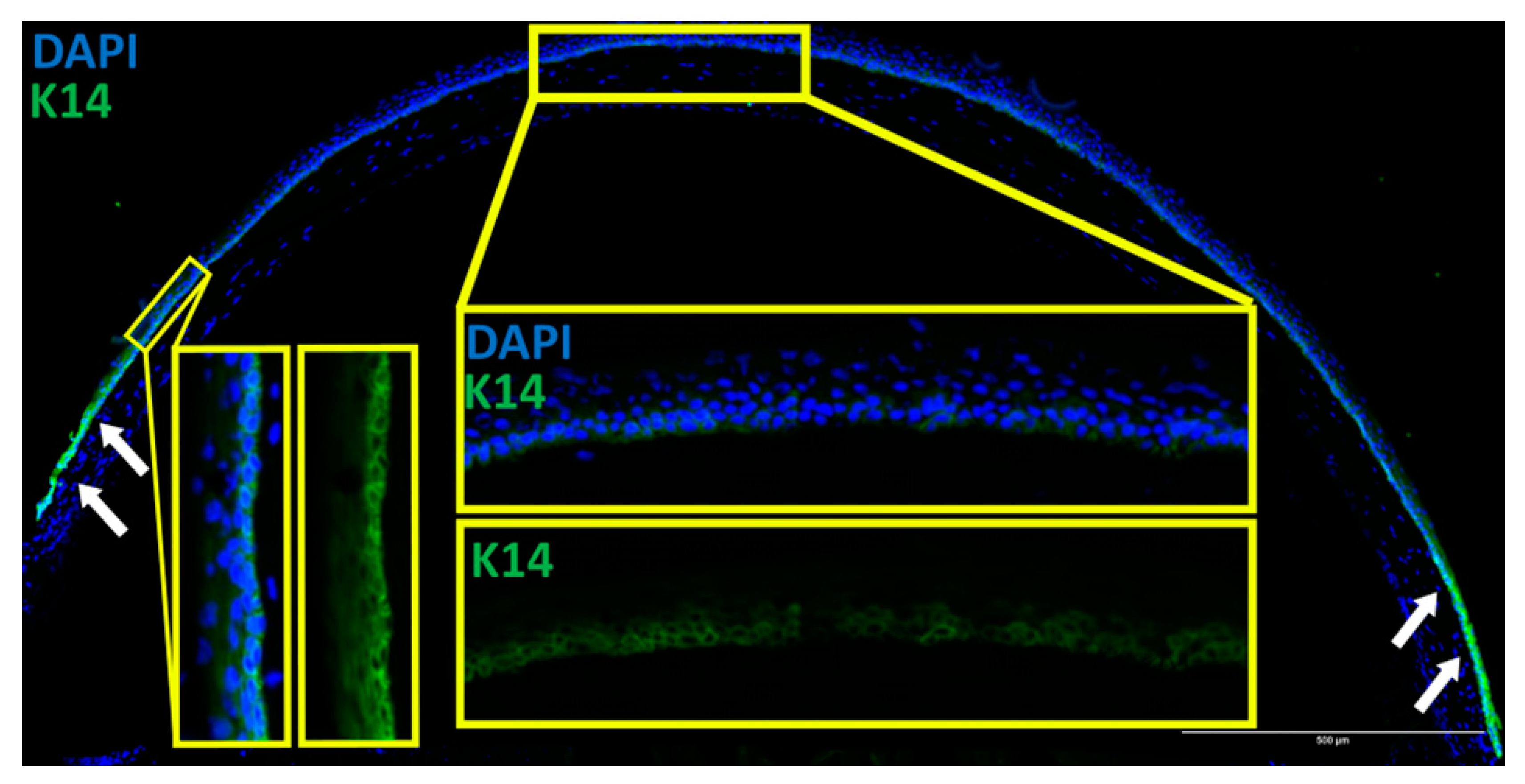 Biology 12 00265 g005