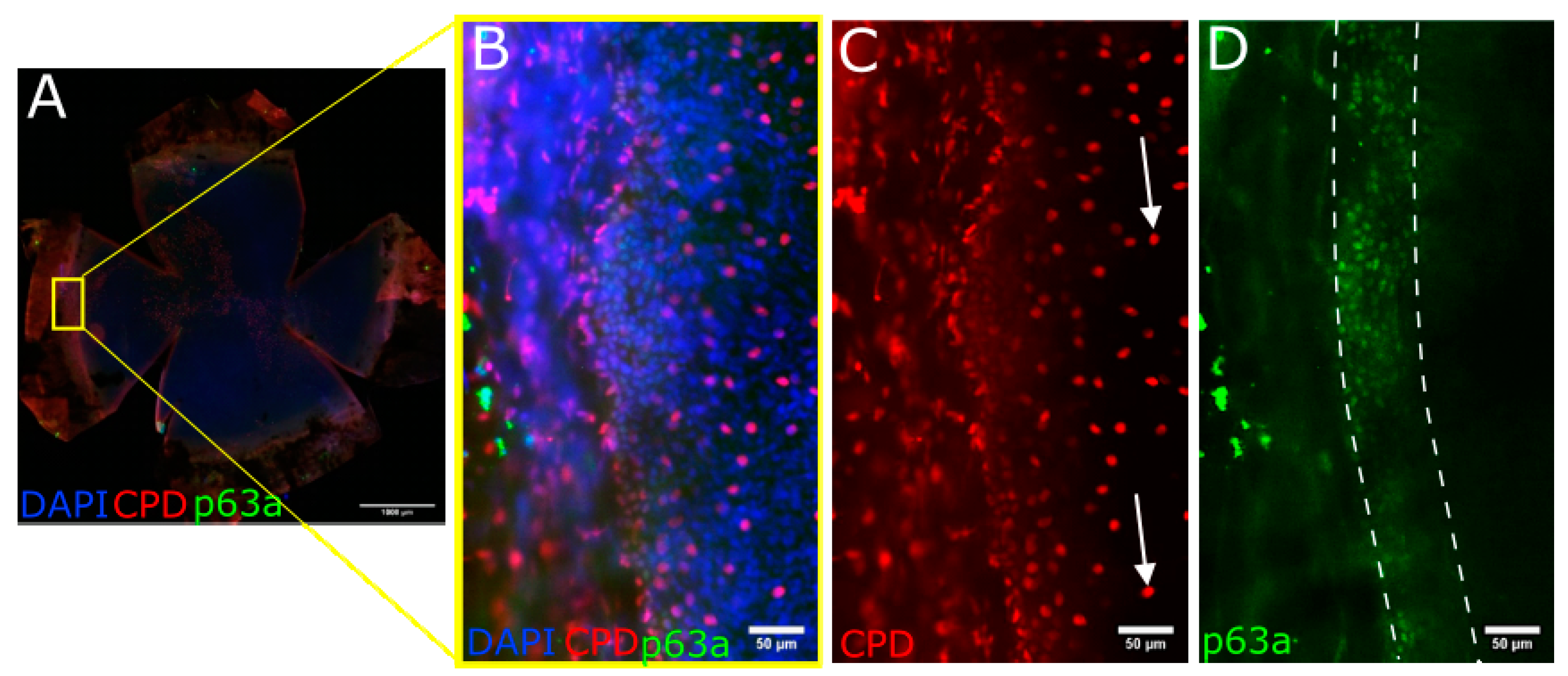 Biology 12 00265 g007