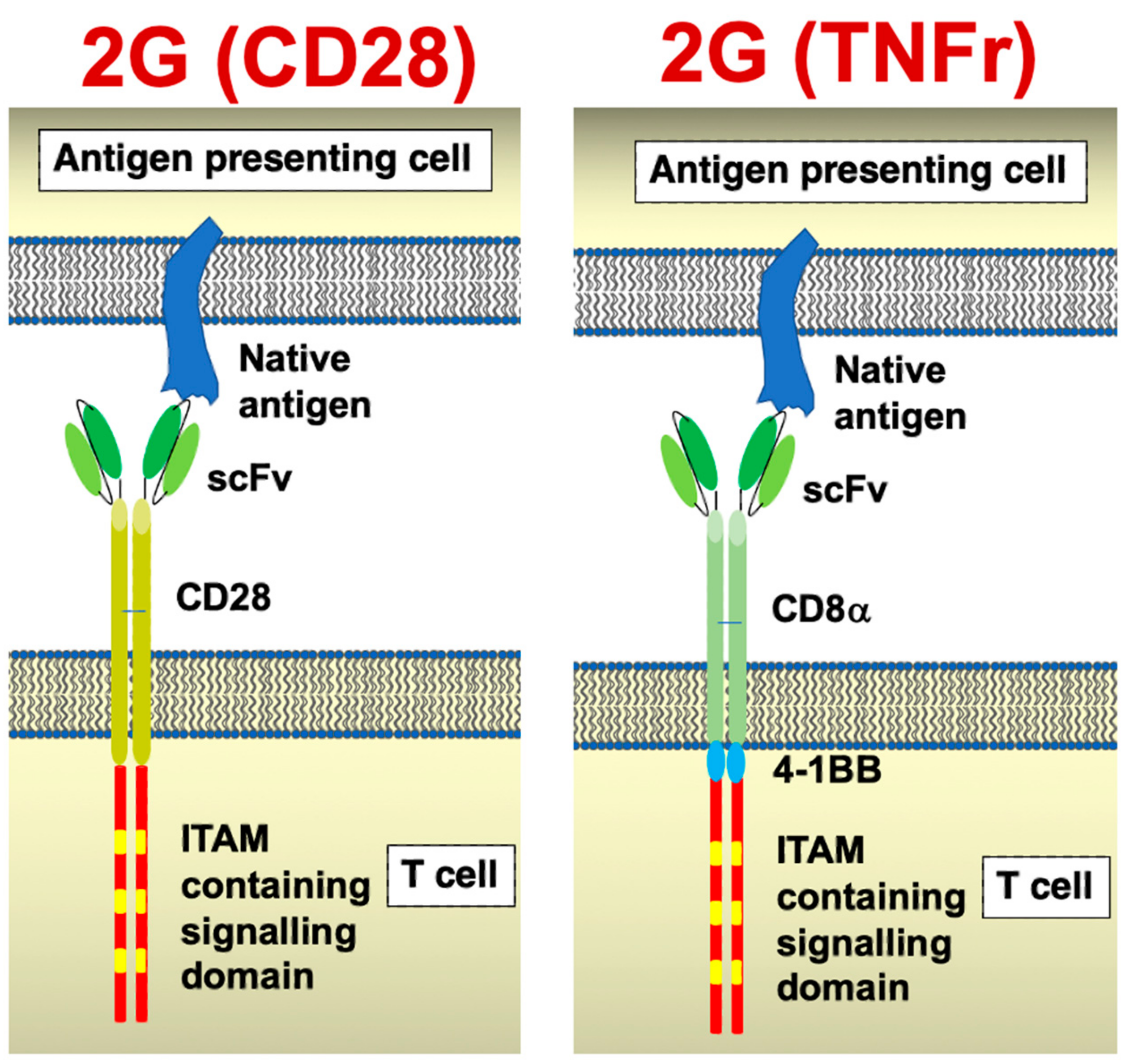 Biology 12 00287 g001