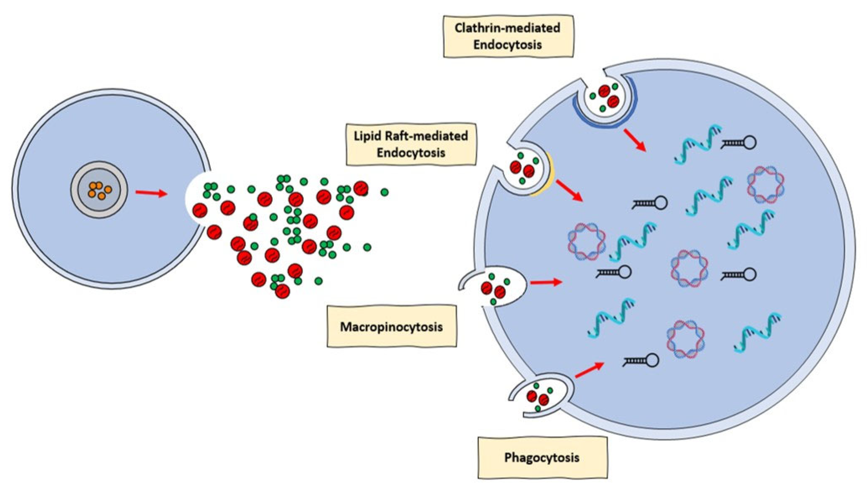 Biology 12 00308 g001