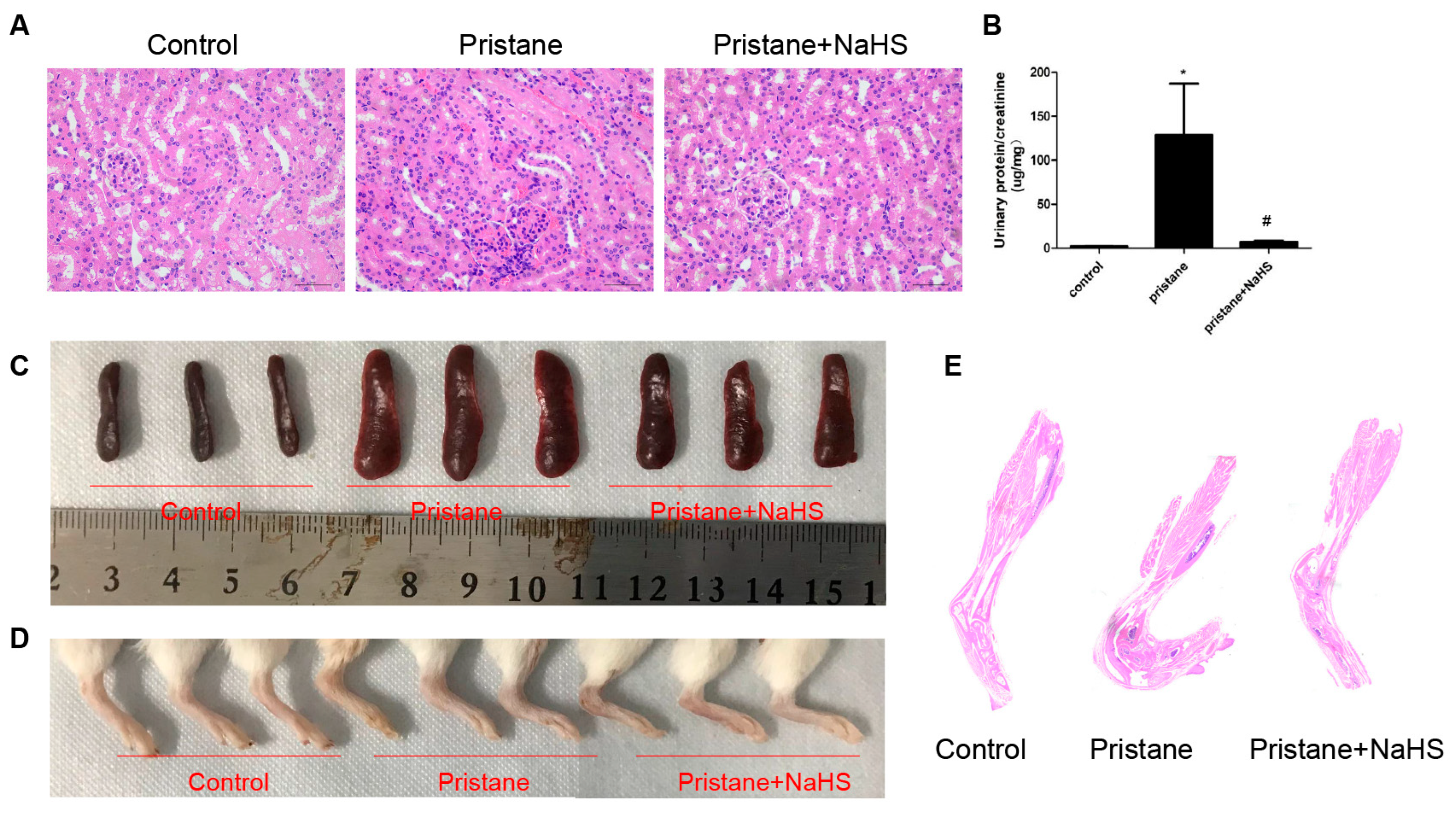 Biology 12 00318 g007 Biology 12 00318 g007