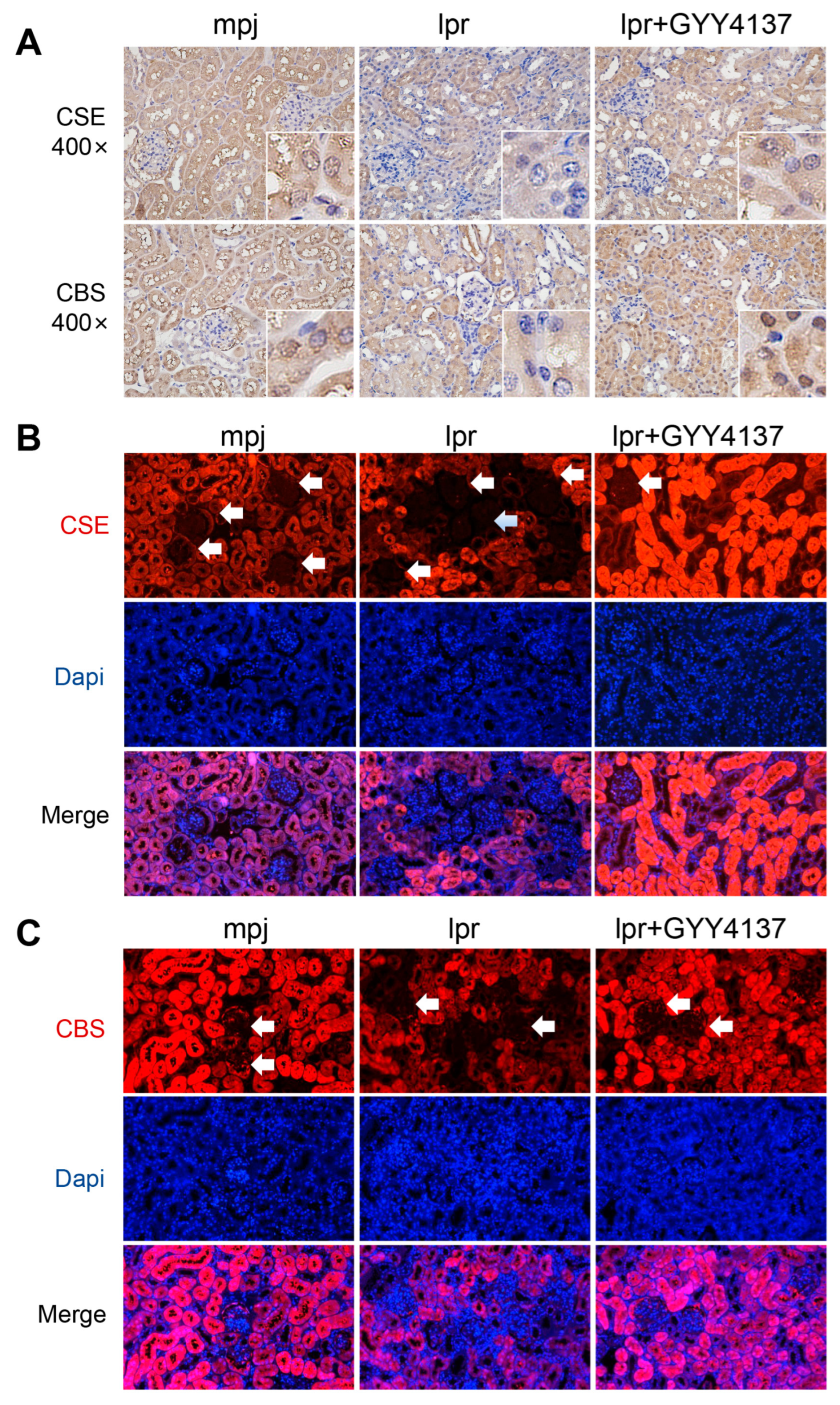 Biology 12 00318 g009 Biology 12 00318 g009