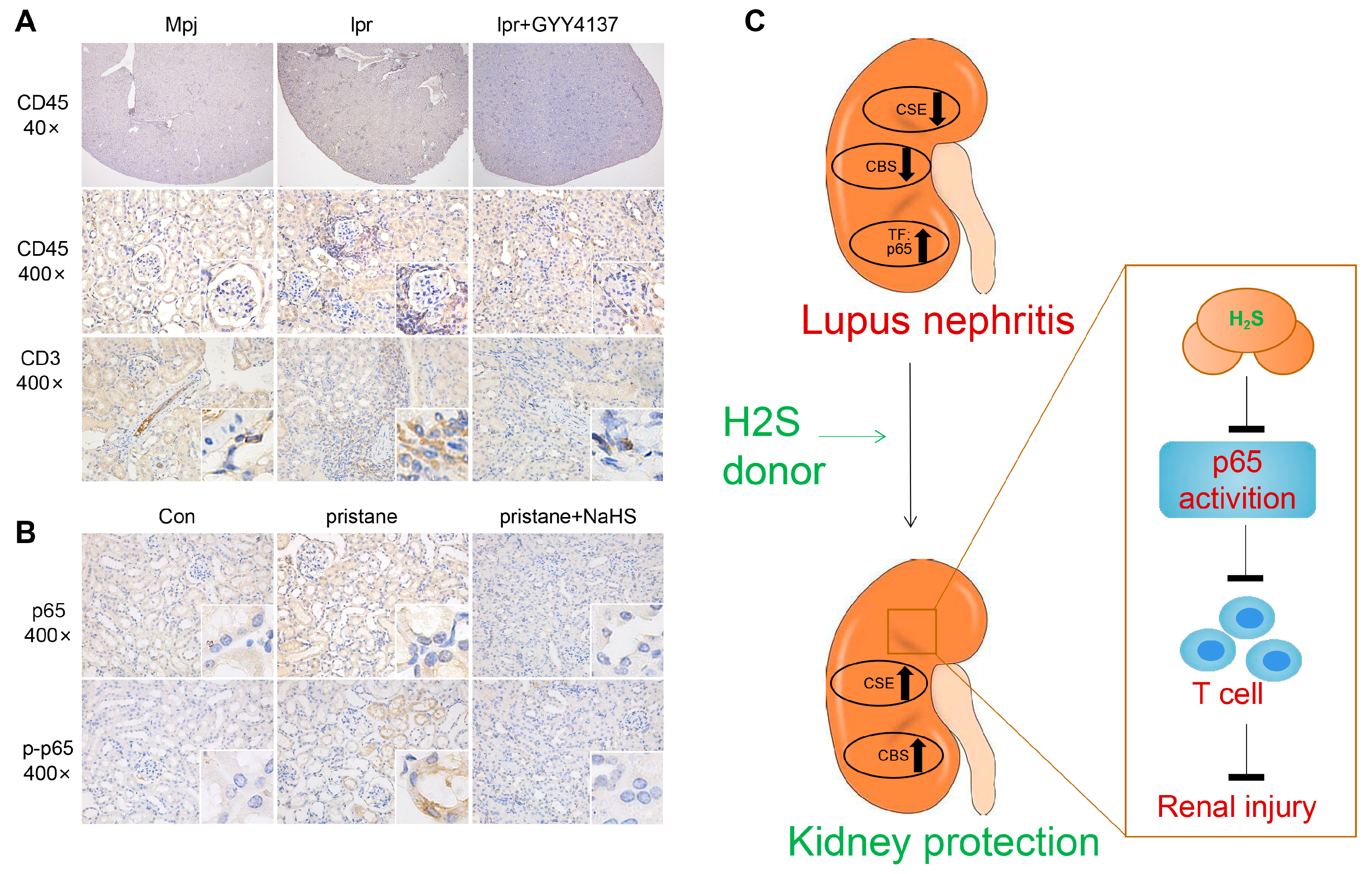 Biology 12 00318 g010 Biology 12 00318 g010