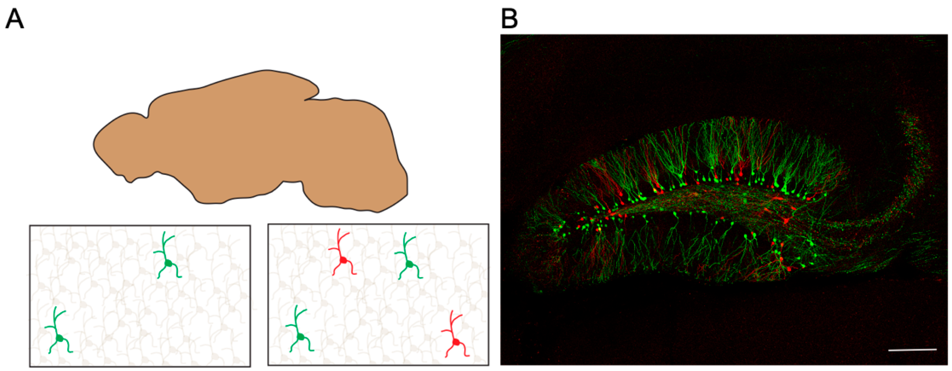 Biology 12 00321 g003