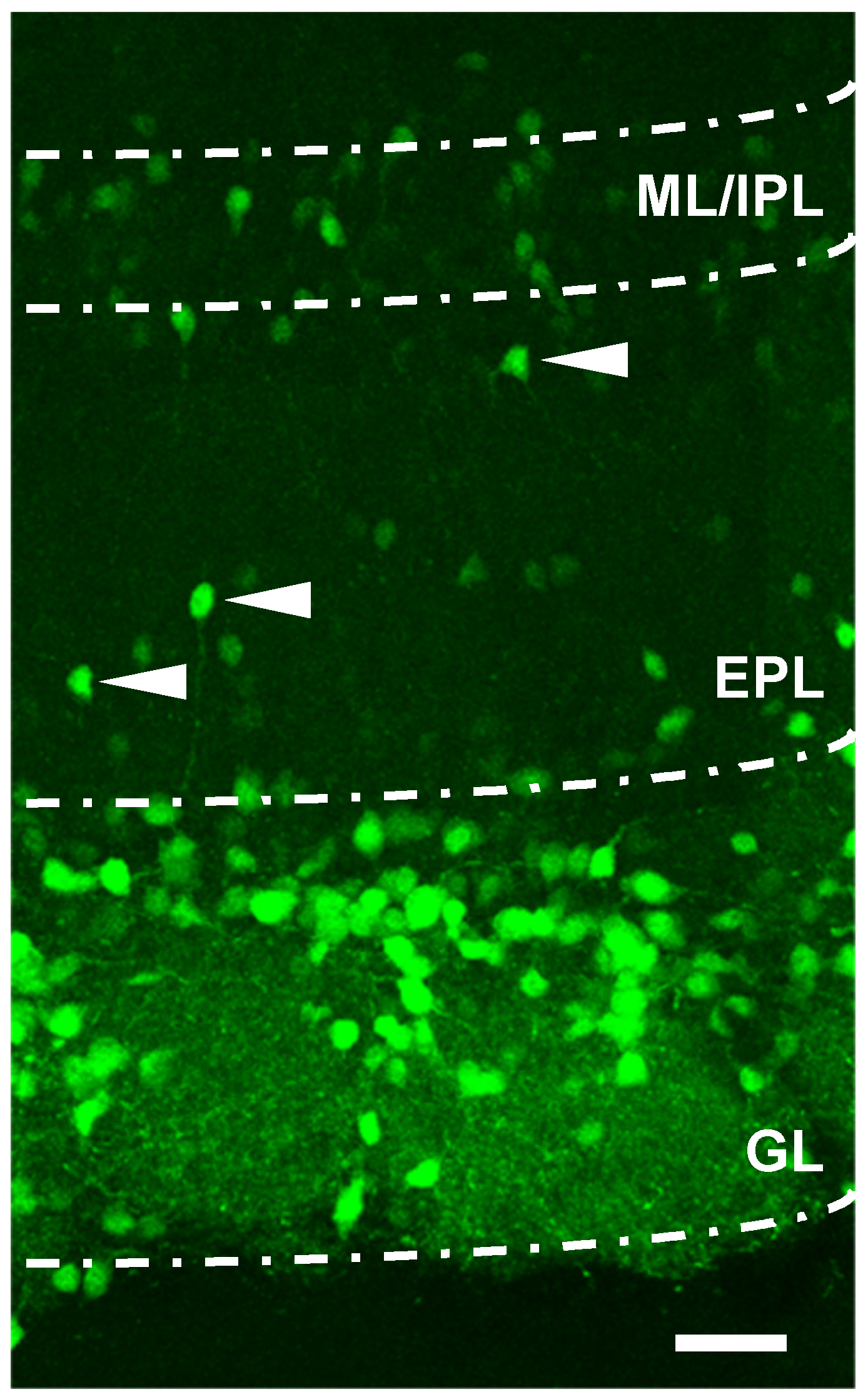 Biology 12 00367 g001