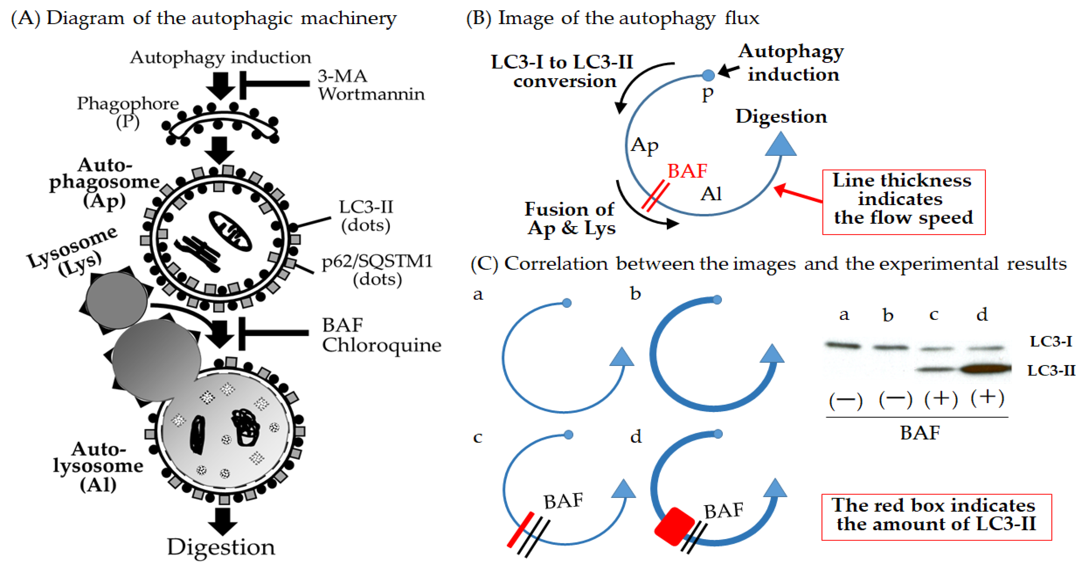 Biology 12 00373 g001