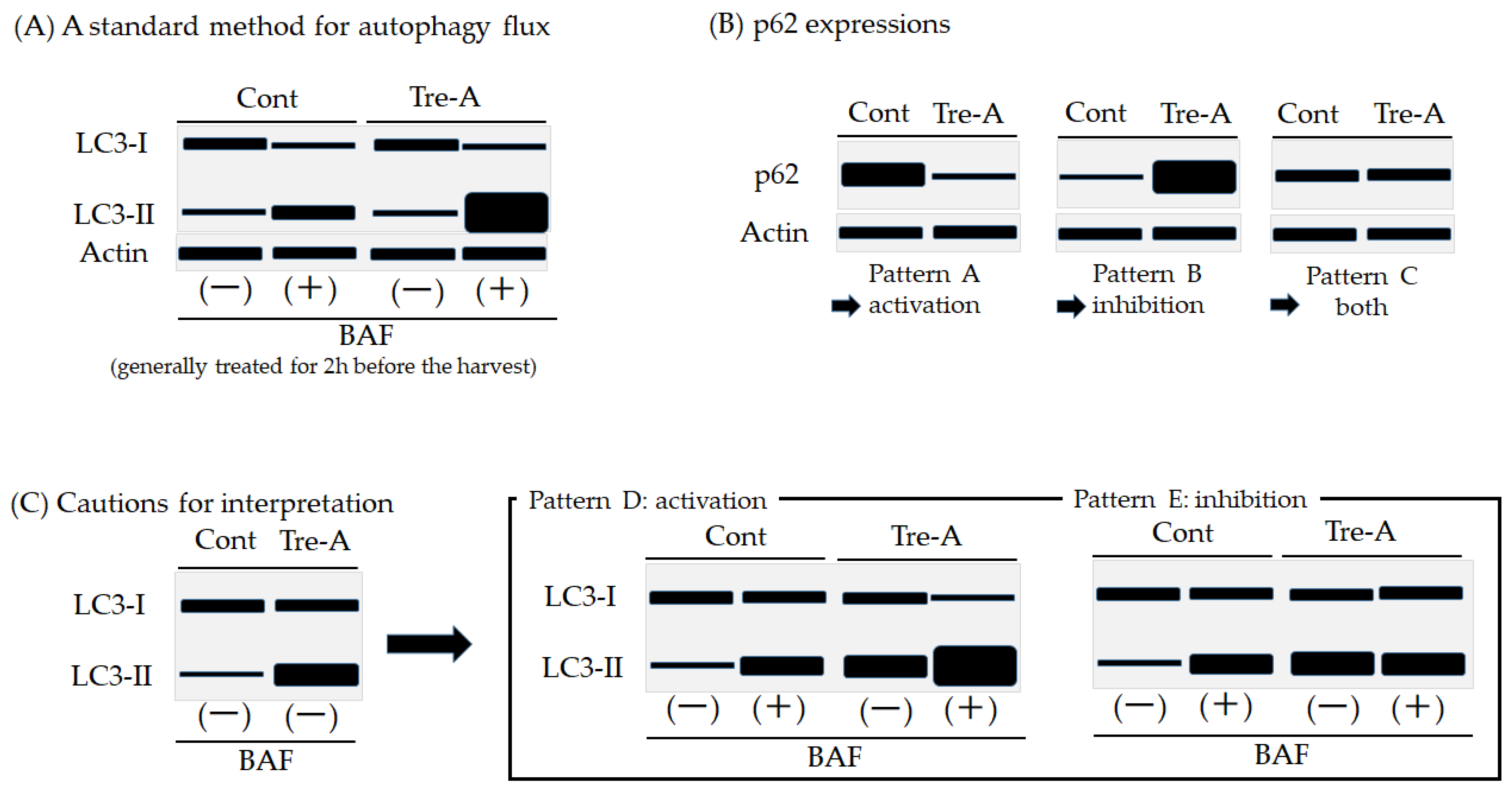 Biology 12 00373 g002