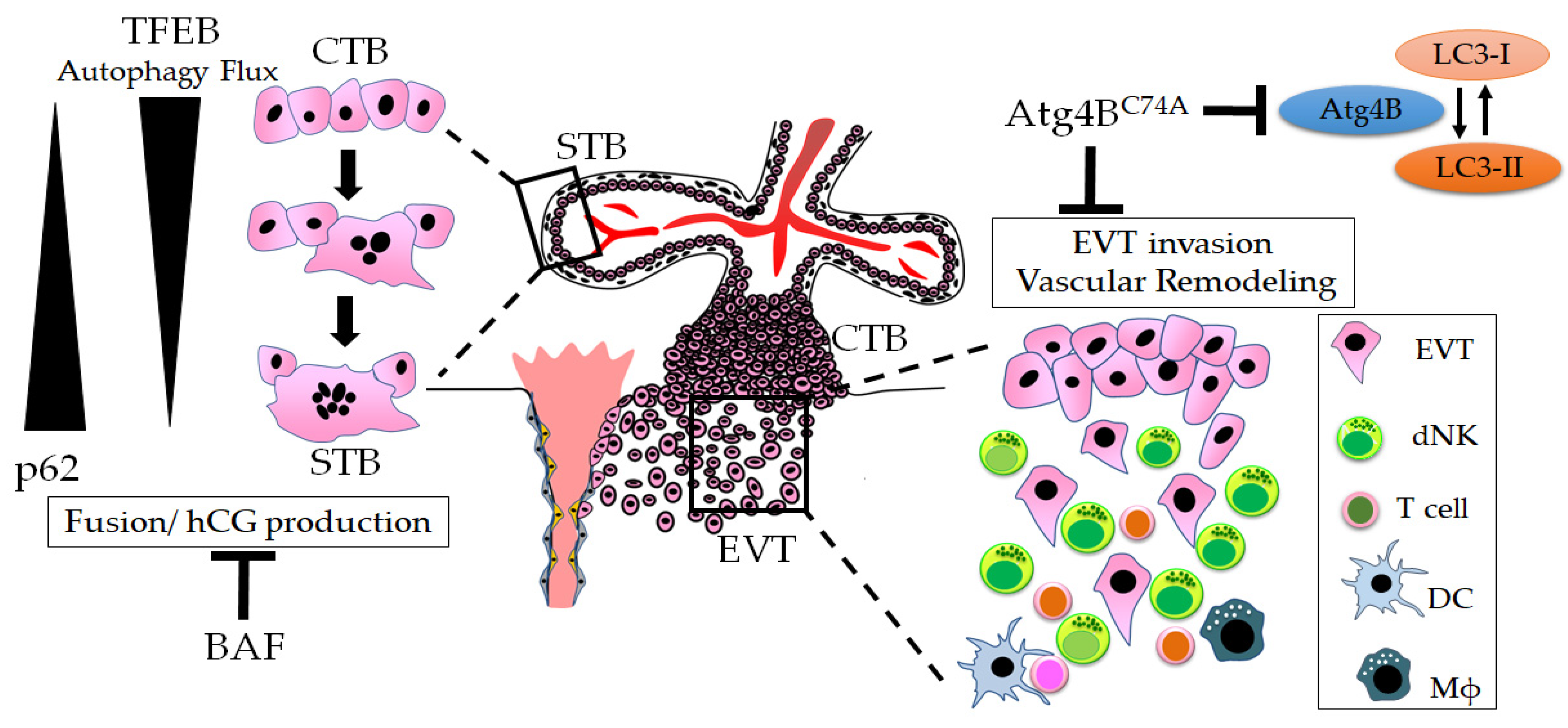 Biology 12 00373 g003