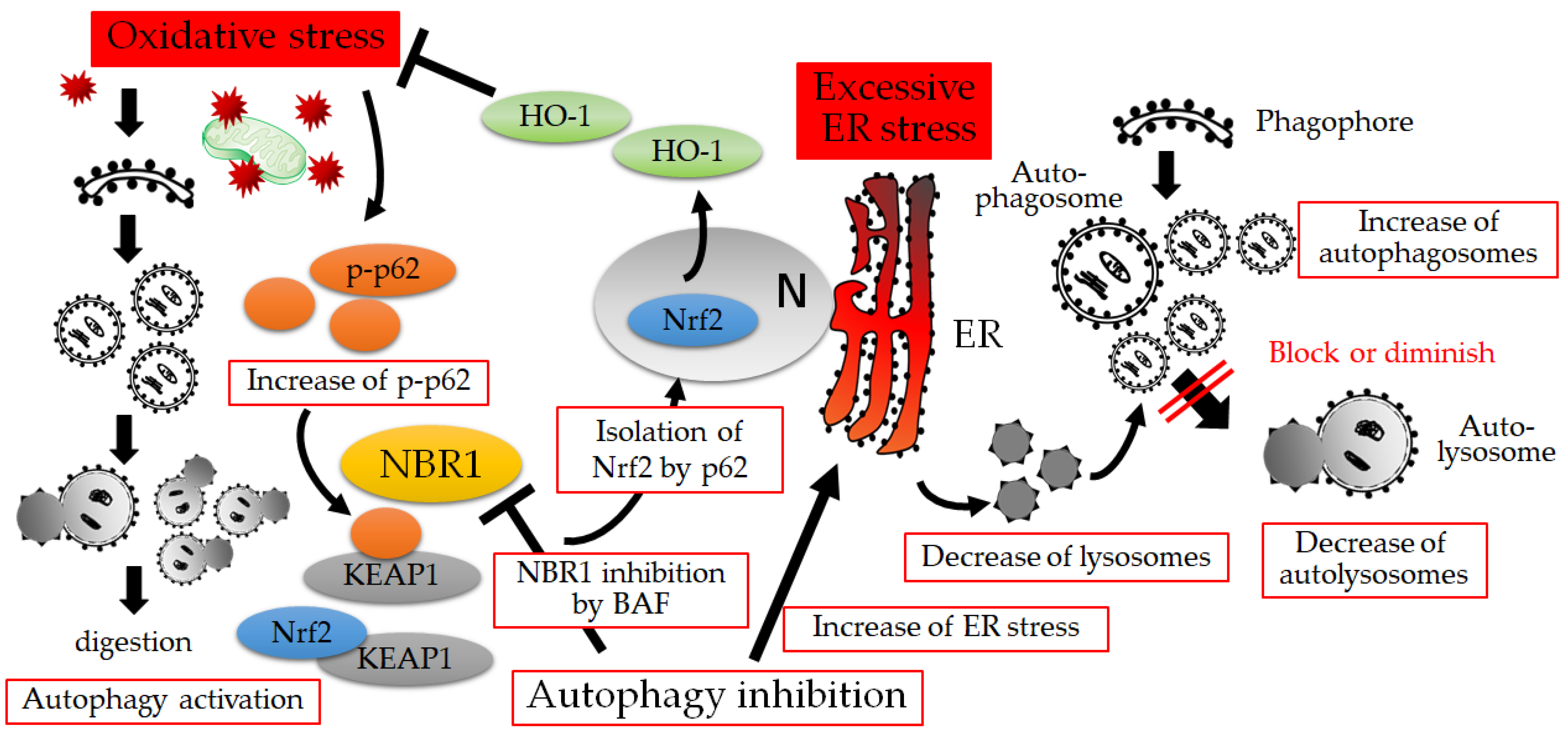 Biology 12 00373 g004