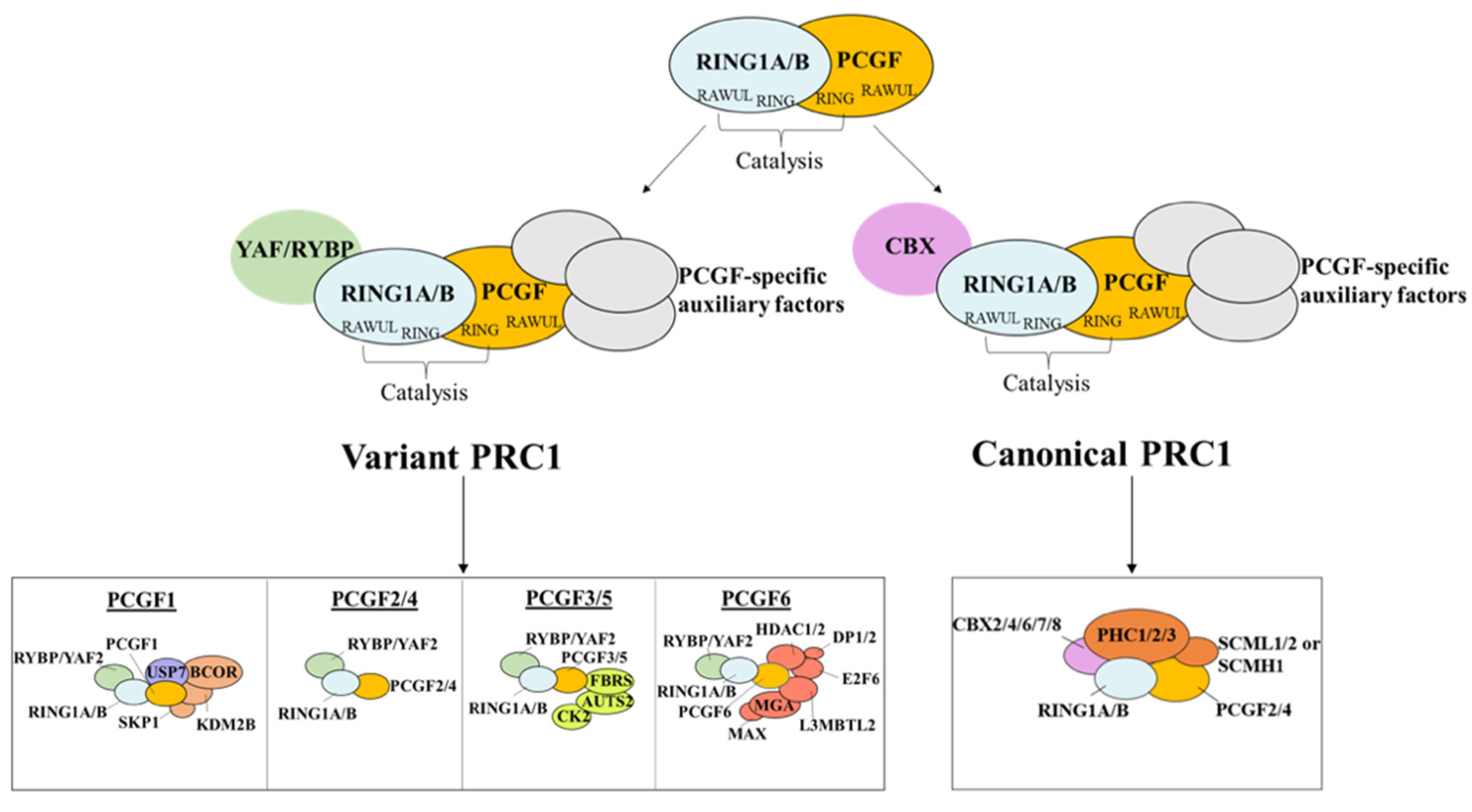 Biology 12 00374 g003 Biology 12 00374 g003