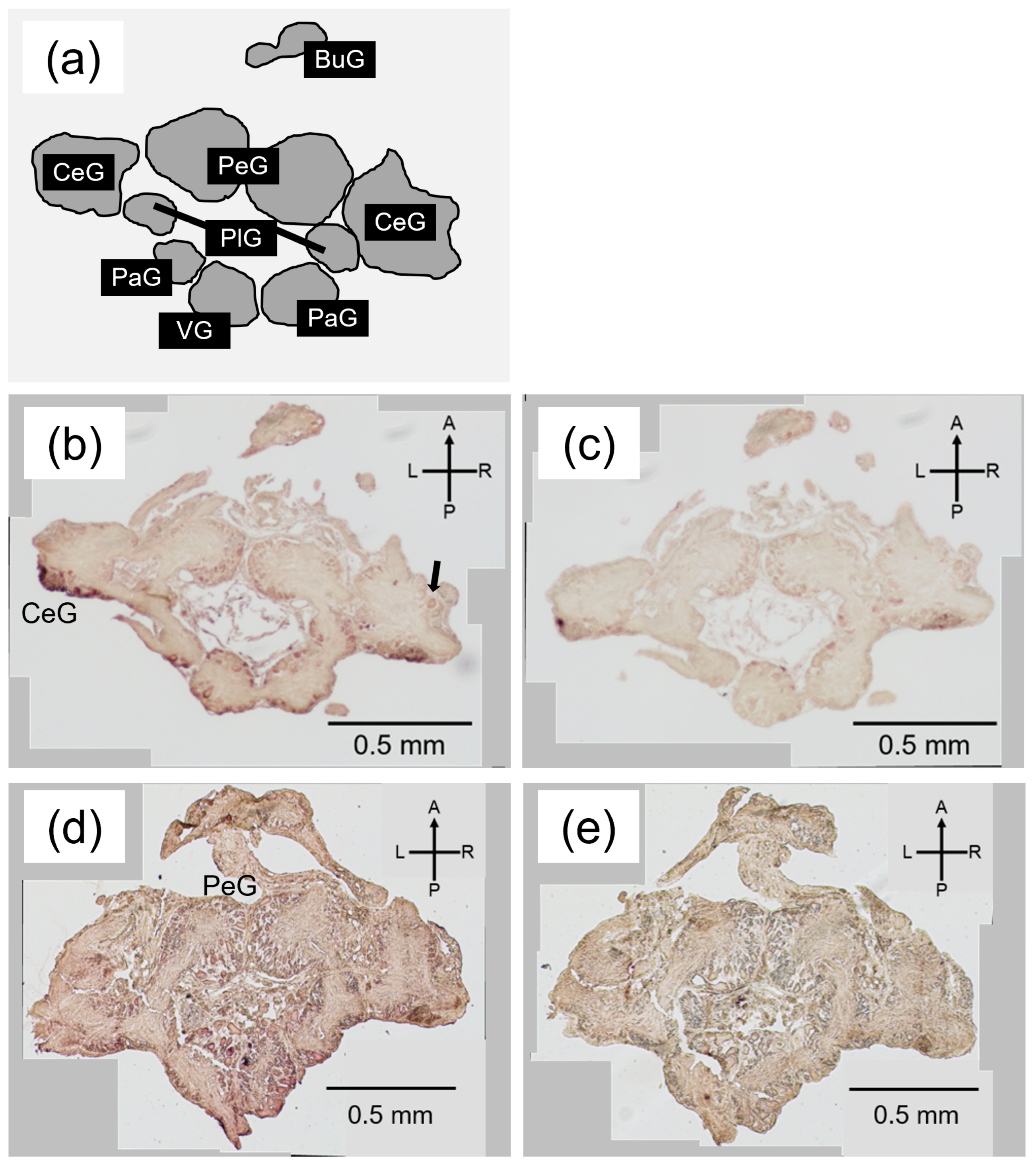 Biology 12 00375 g005 Biology 12 00375 g005