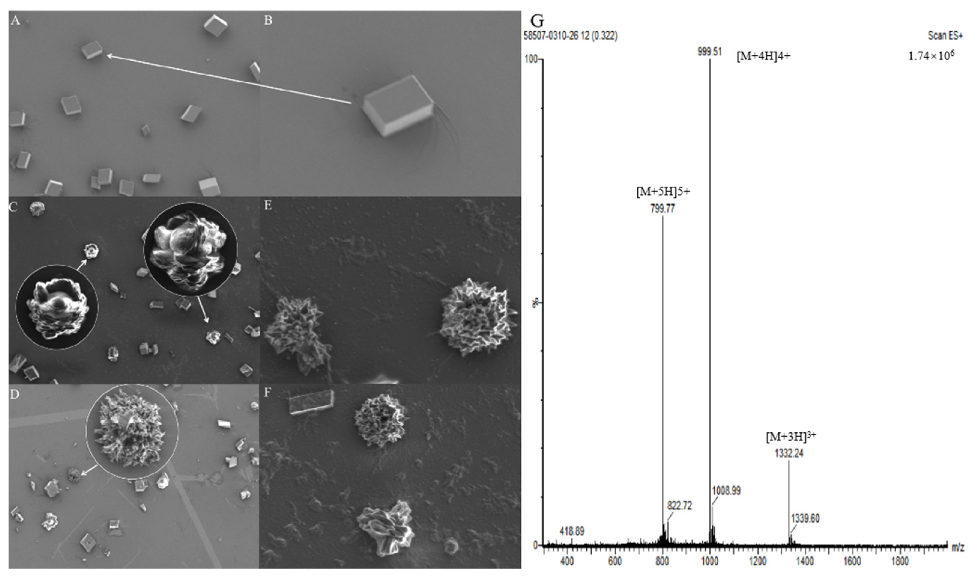 Biology 12 00447 g008 Biology 12 00447 g008