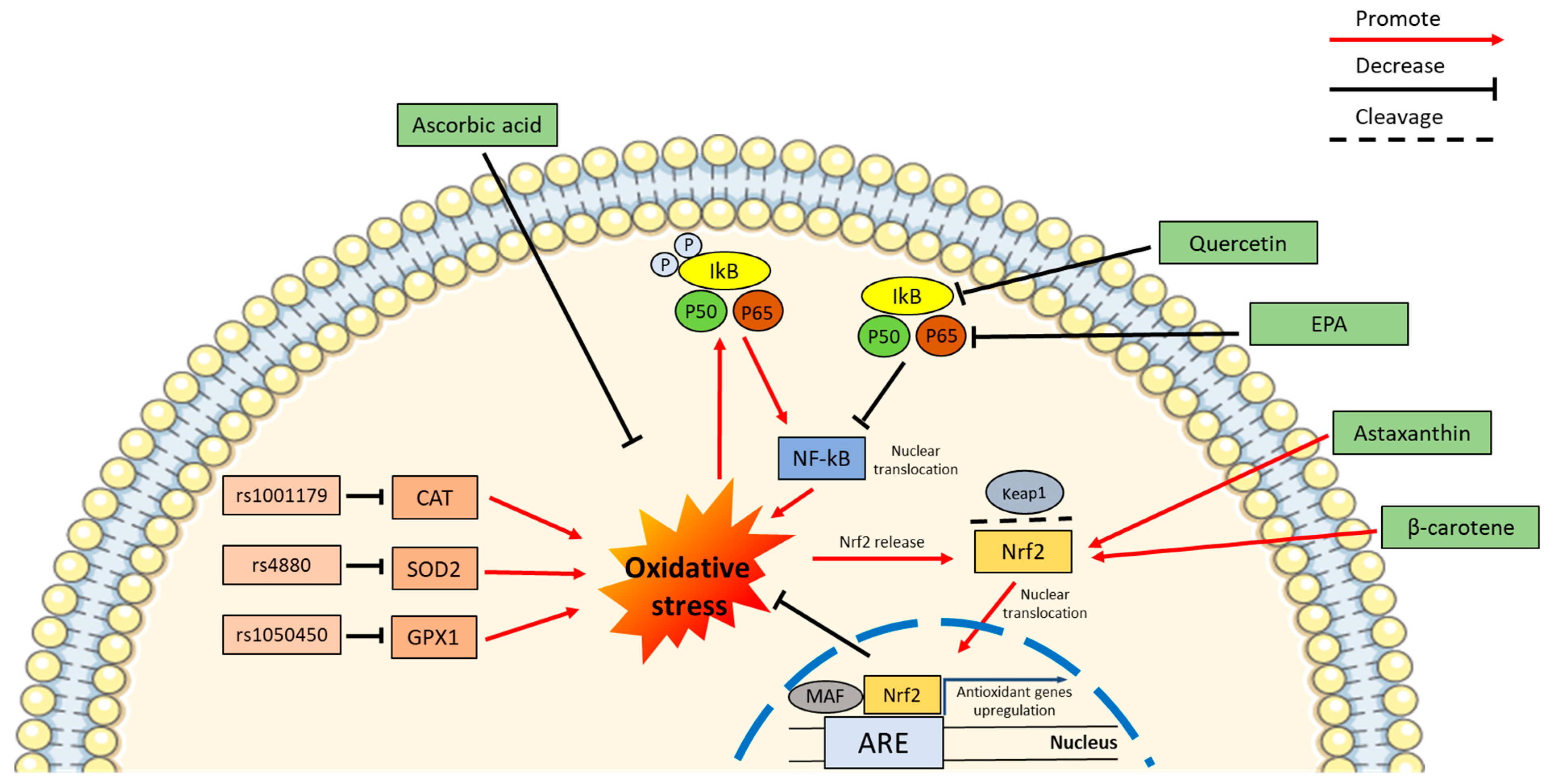 Biology 12 00449 g002