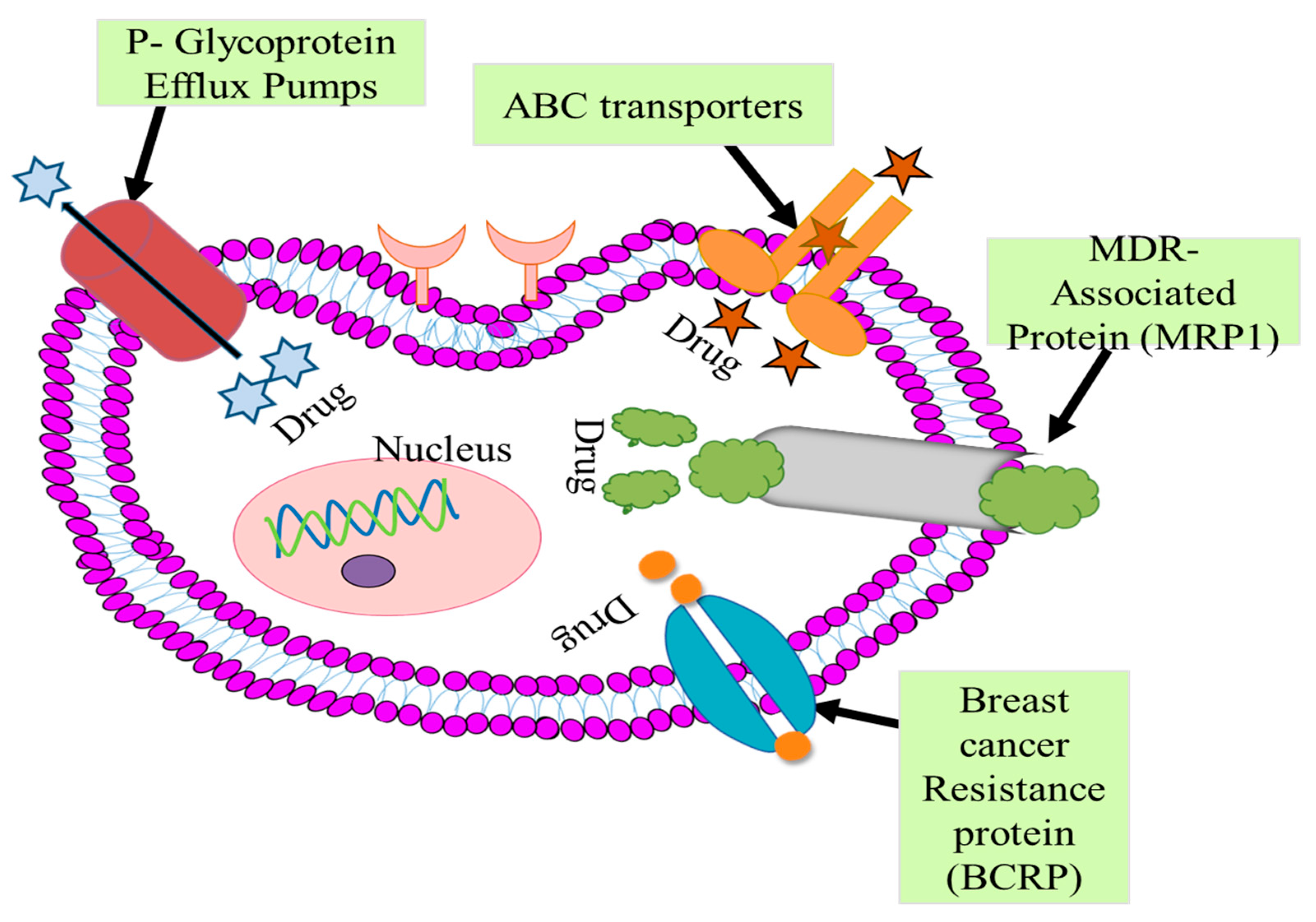 Biology 12 00467 g002 Biology 12 00467 g002