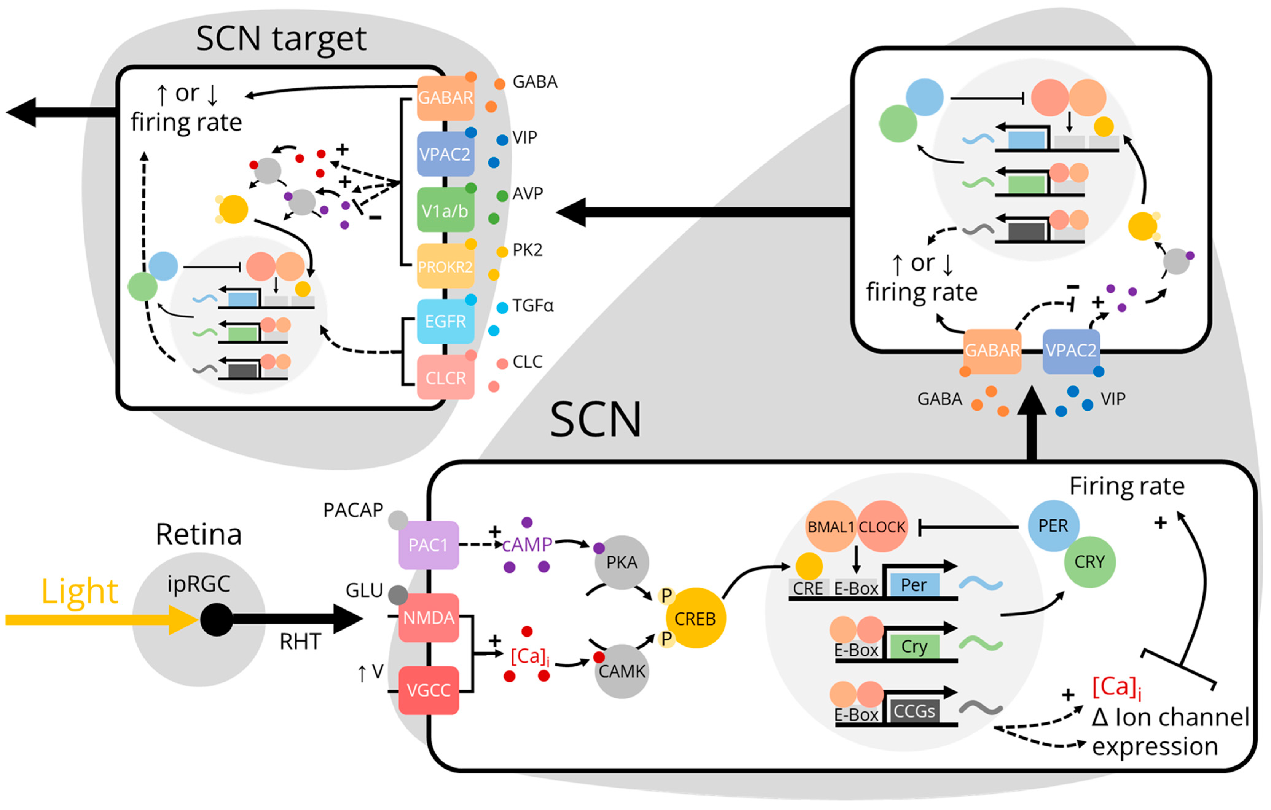 Biology 12 00508 g001