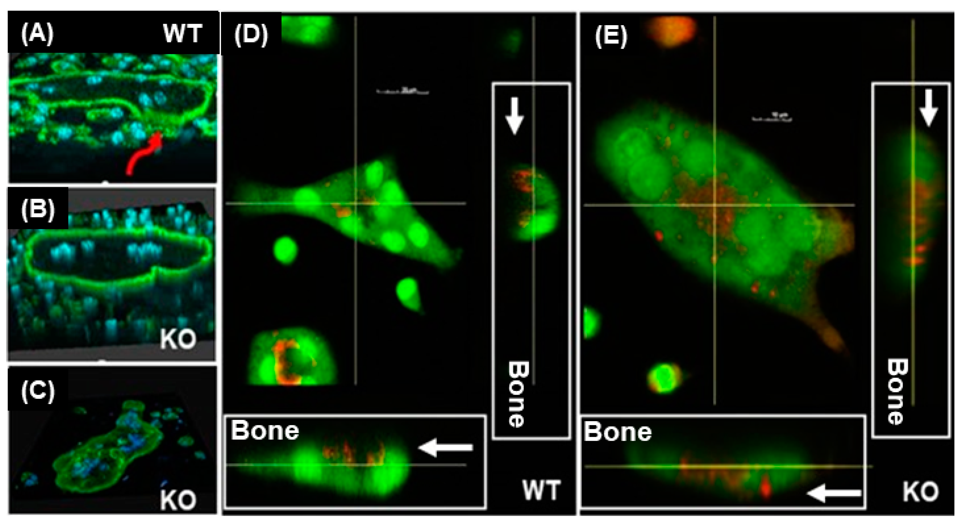 Biology 12 00511 g001