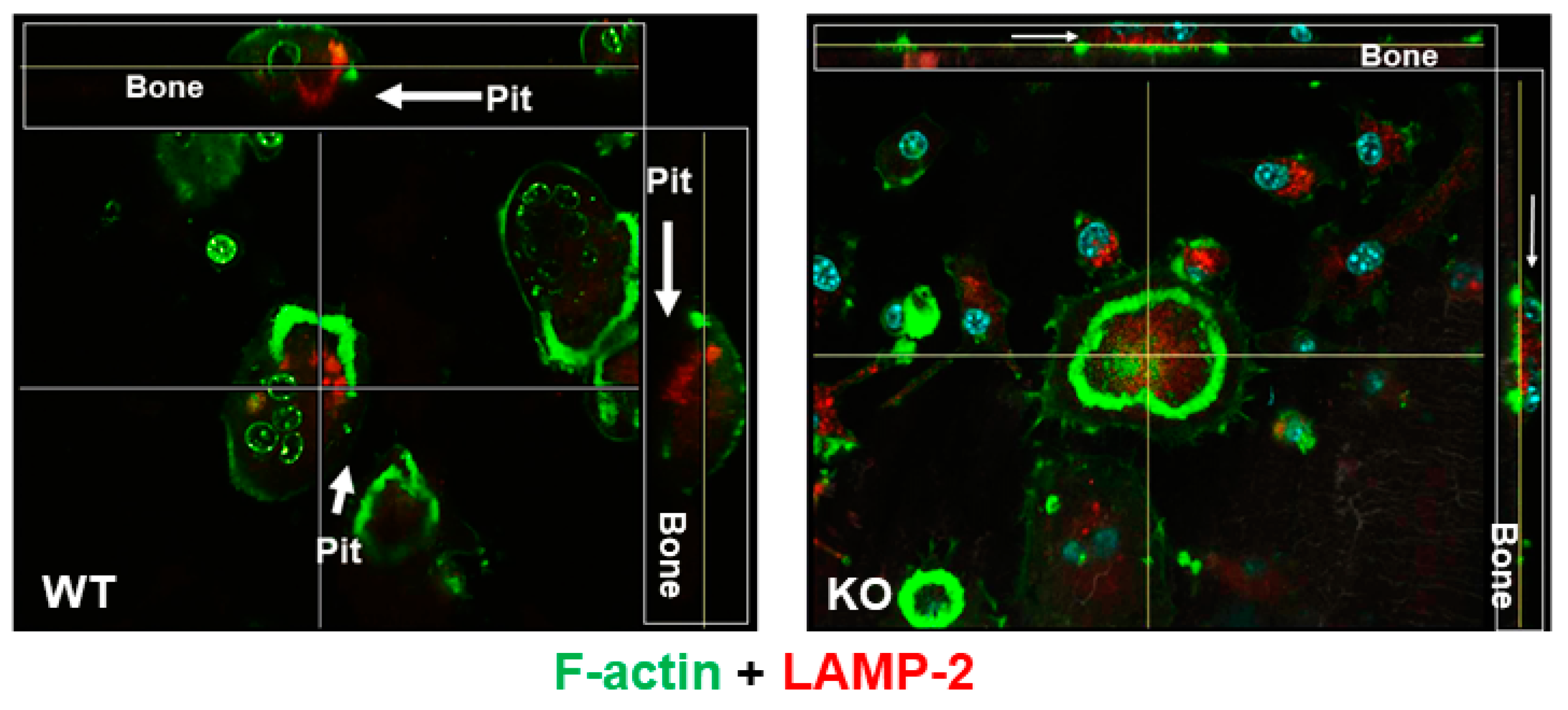 Biology 12 00511 g002