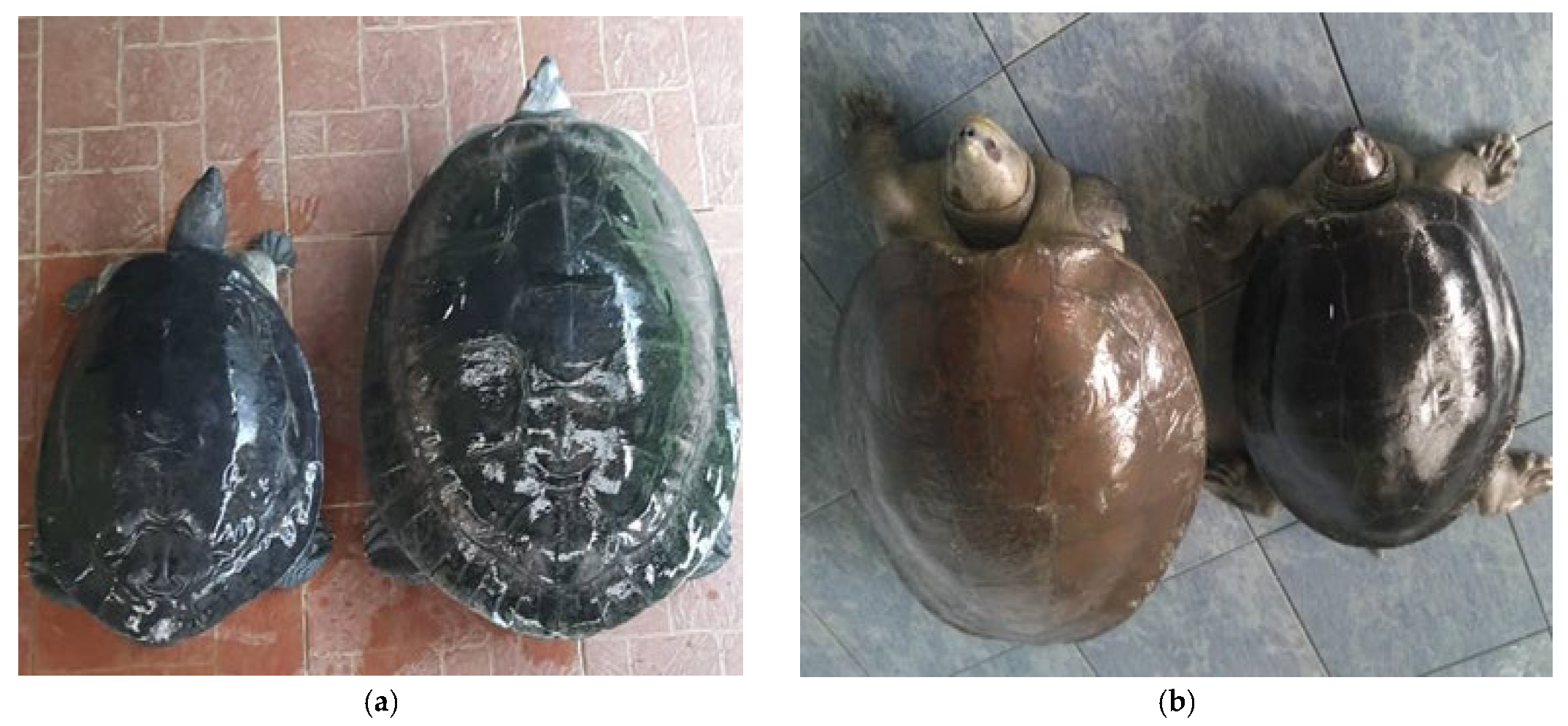 Biology 12 00520 g001