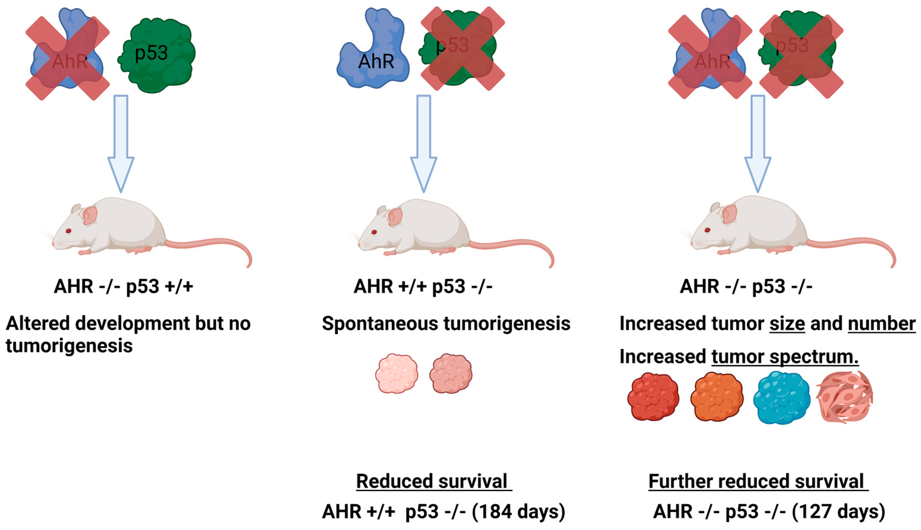 Biology 12 00526 g004