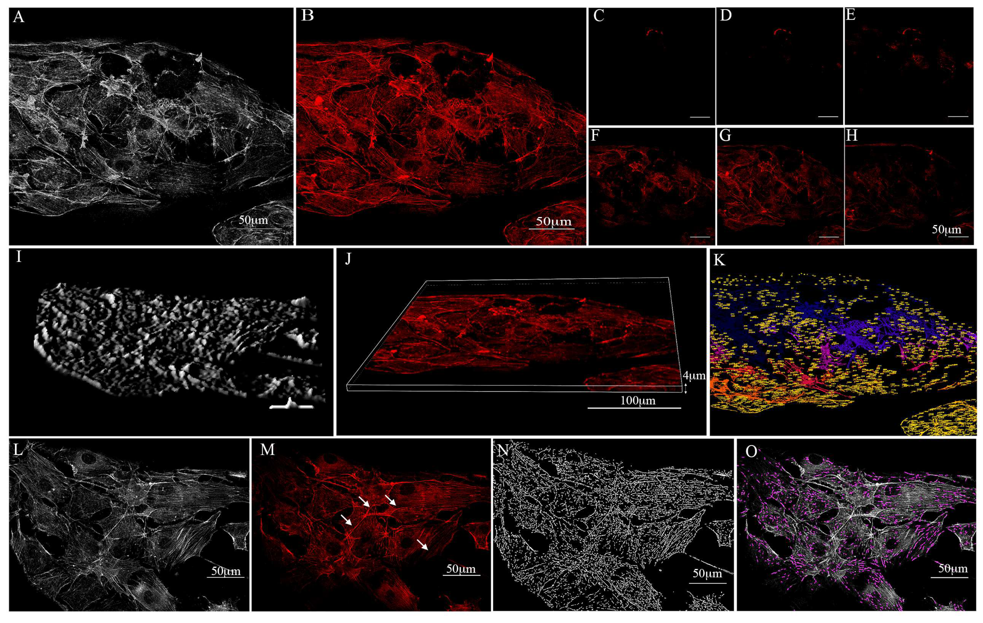 Biology 12 00536 g008