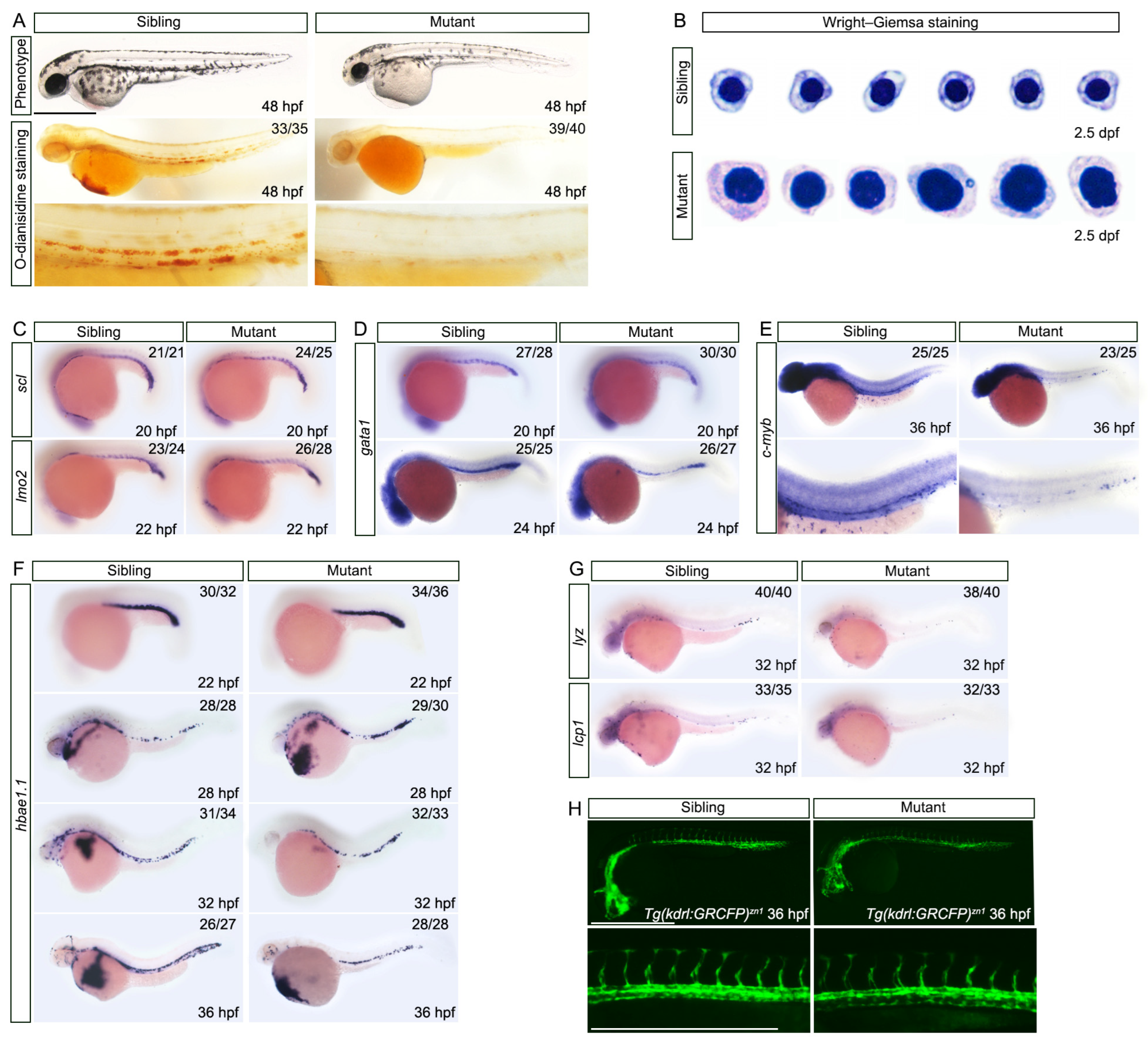 Biology 12 00538 g003