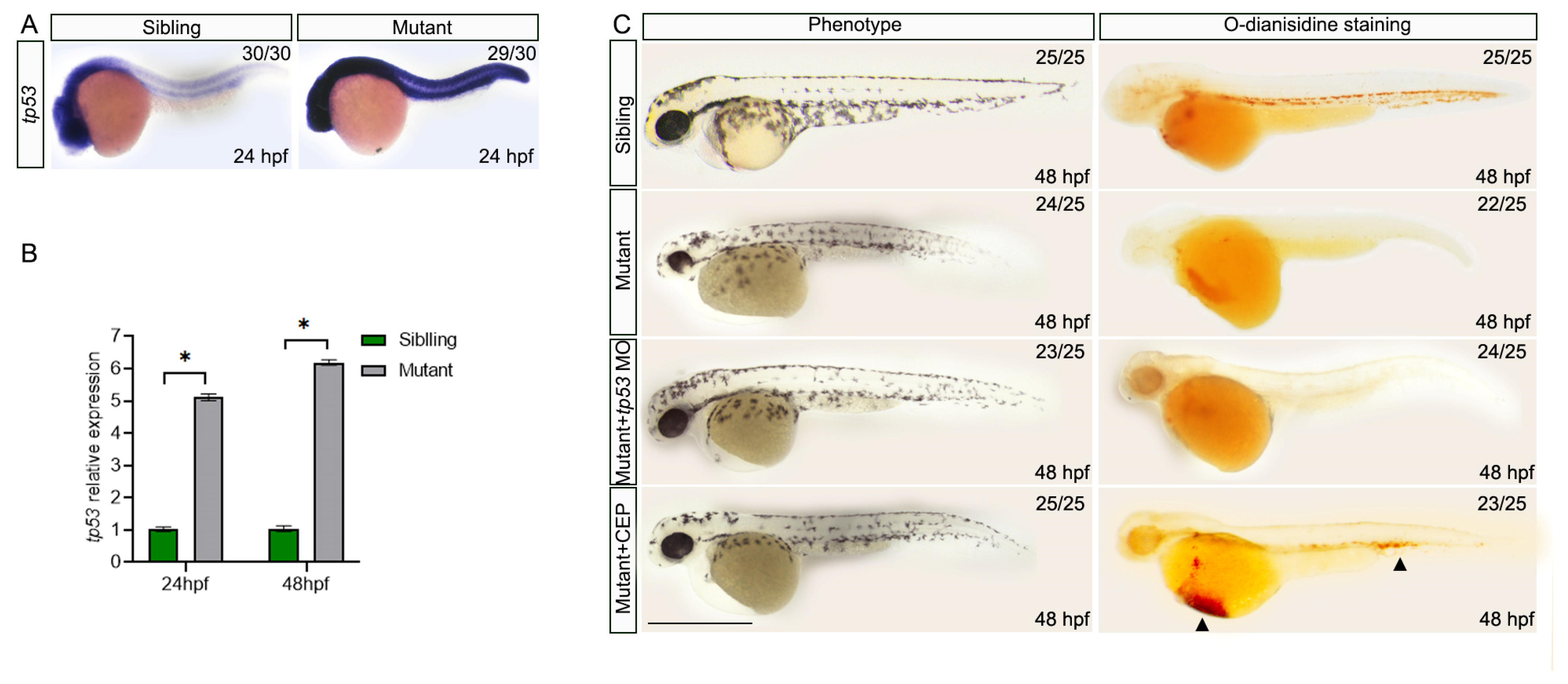 Biology 12 00538 g005